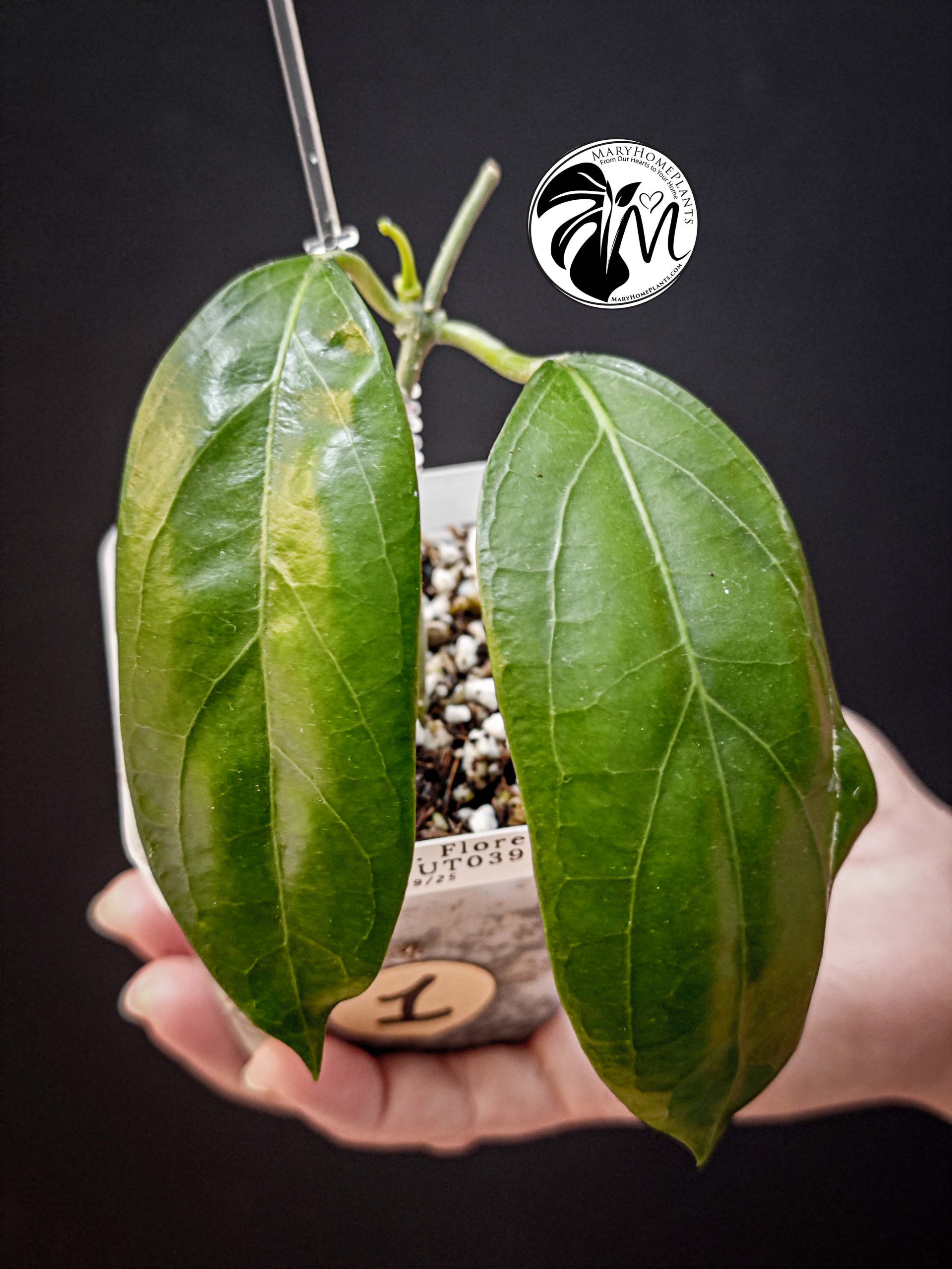hoya crassipetiolata (copy)