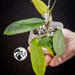 hoya sp flores island ut 39 (copy)