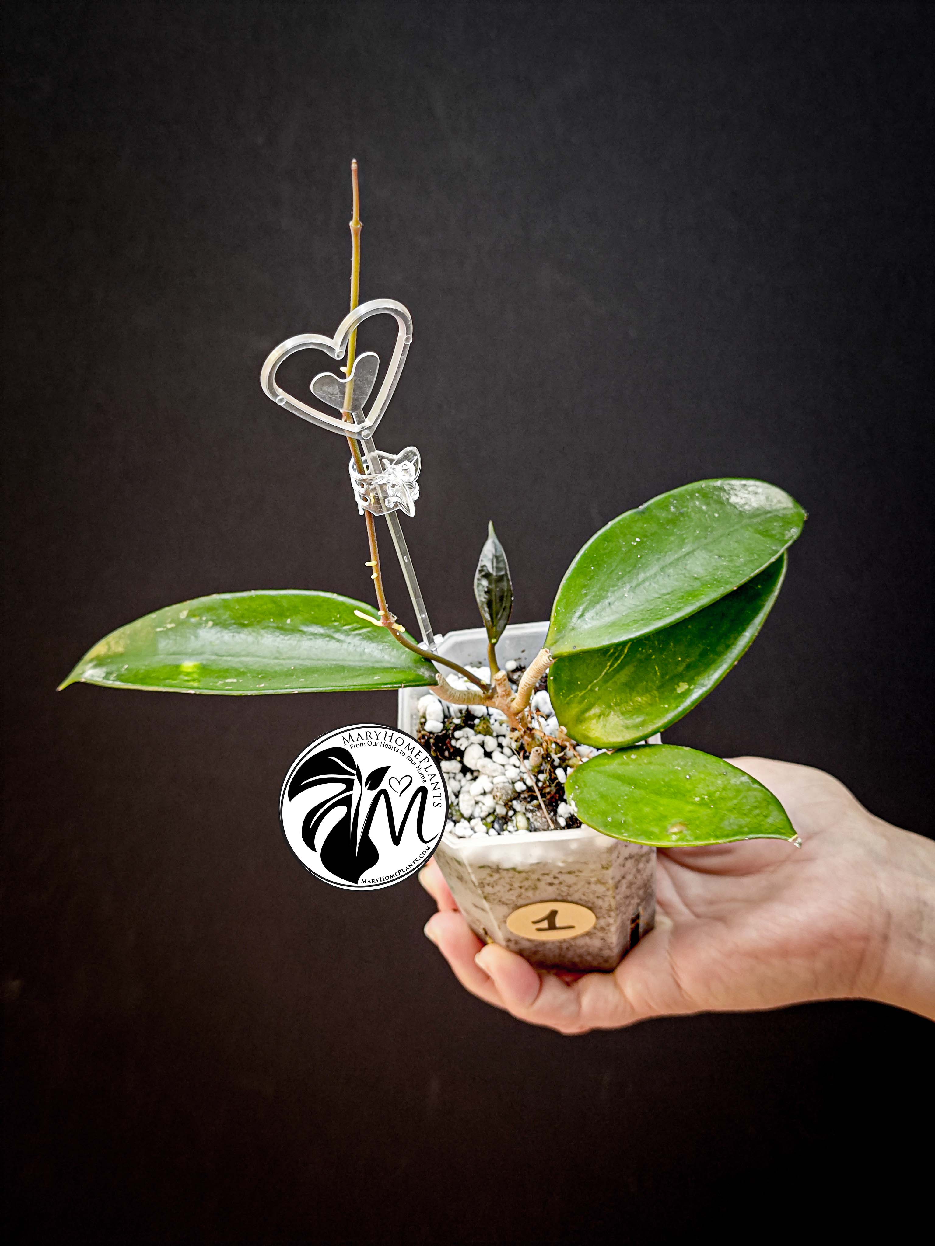 hoya pottsii sp chiang mai