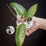 hoya diversifolia (copy)