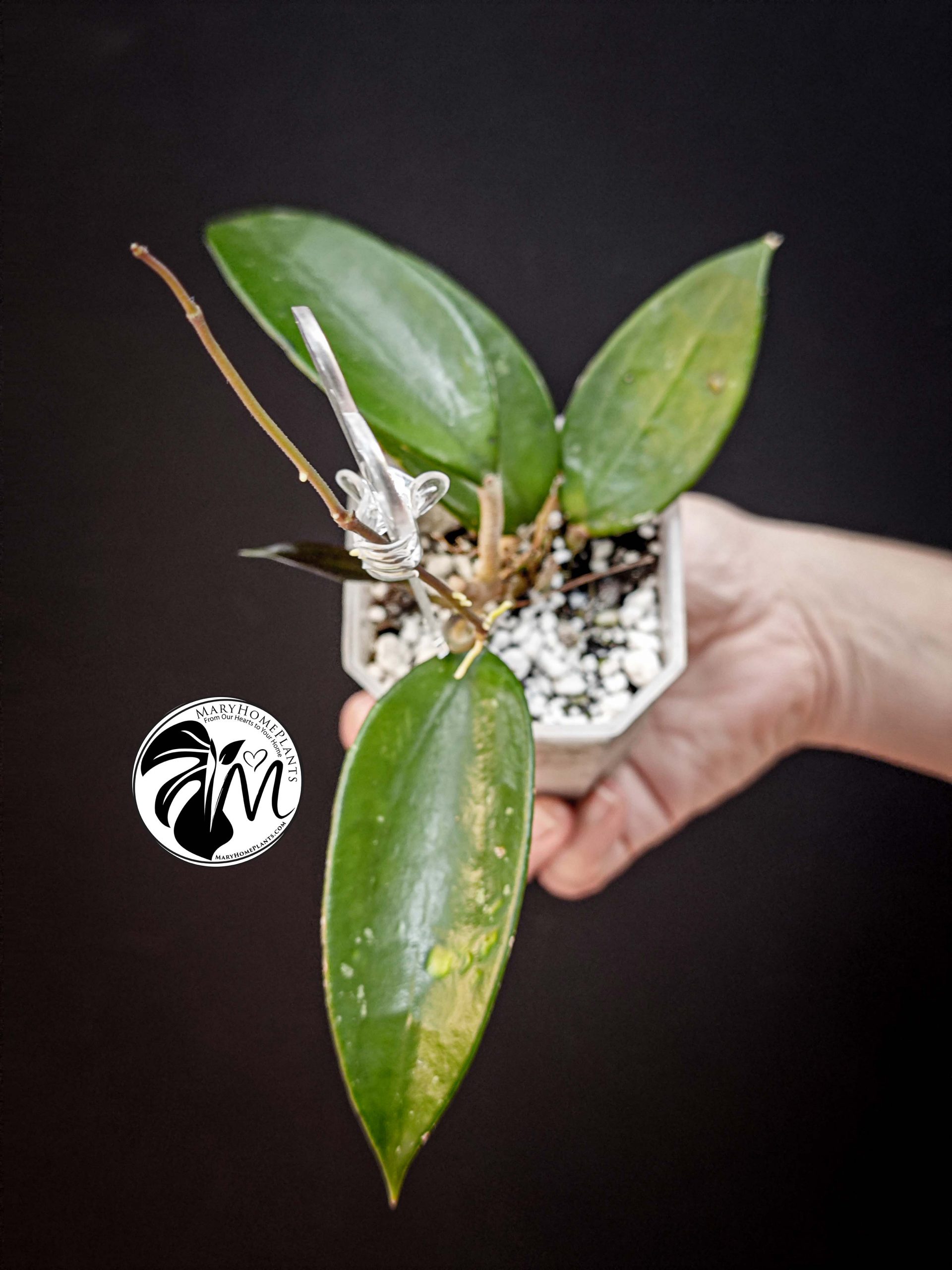 hoya diversifolia (copy)