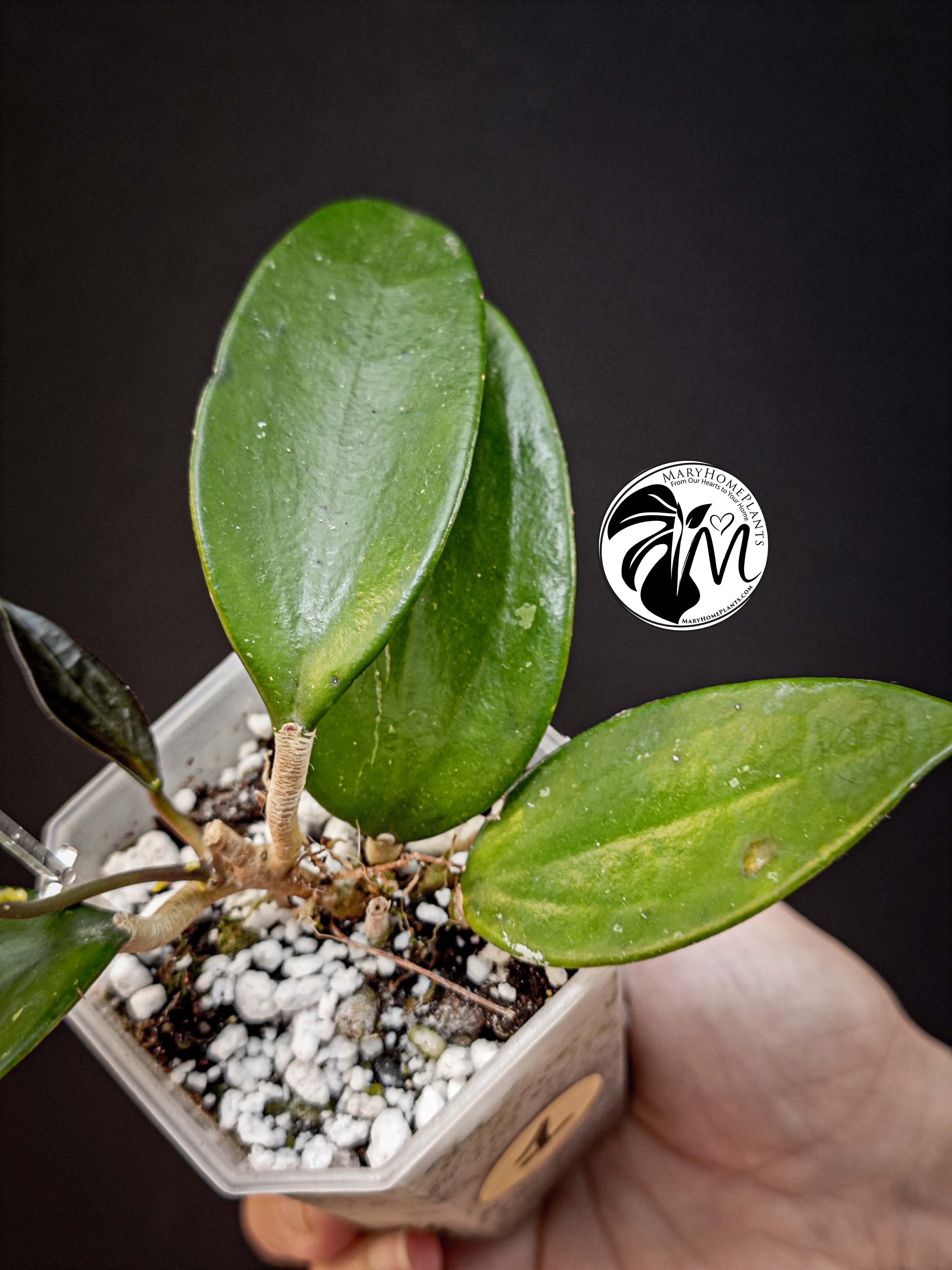 hoya diversifolia (copy)