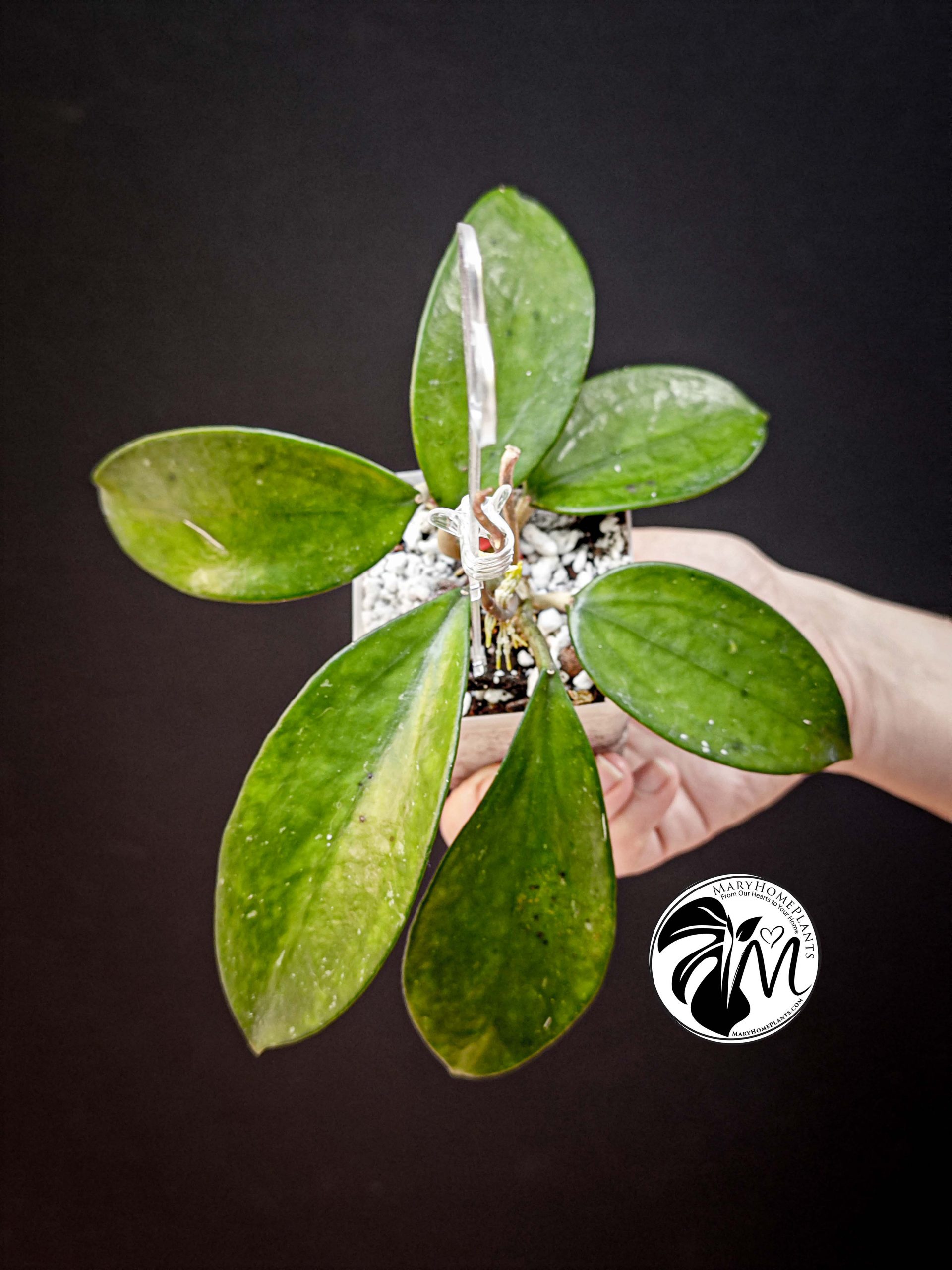 hoya pottsii sp chiang mai (copy)