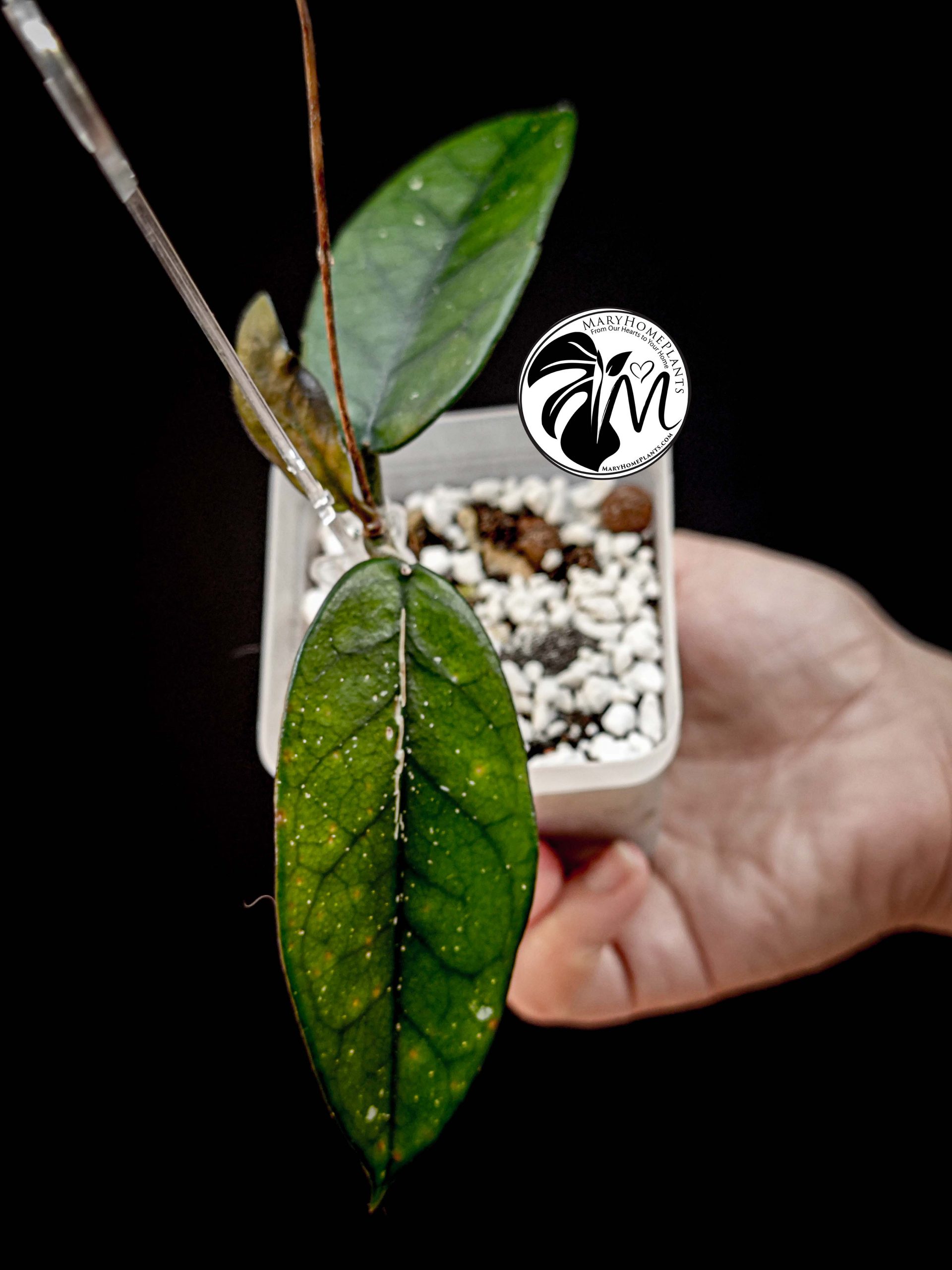 hoya pottsii sp chiang mai (copy)
