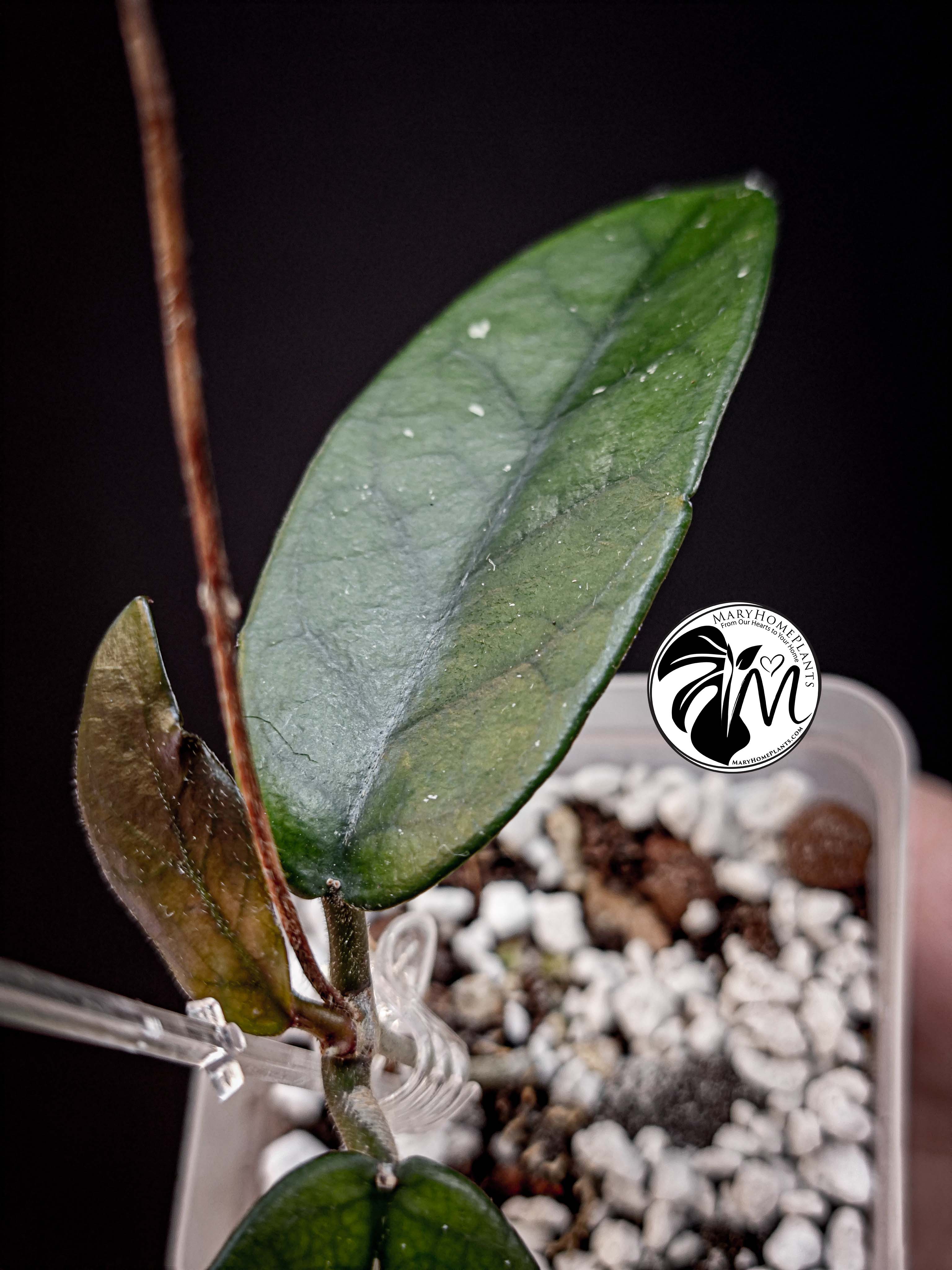 hoya pottsii sp chiang mai (copy)