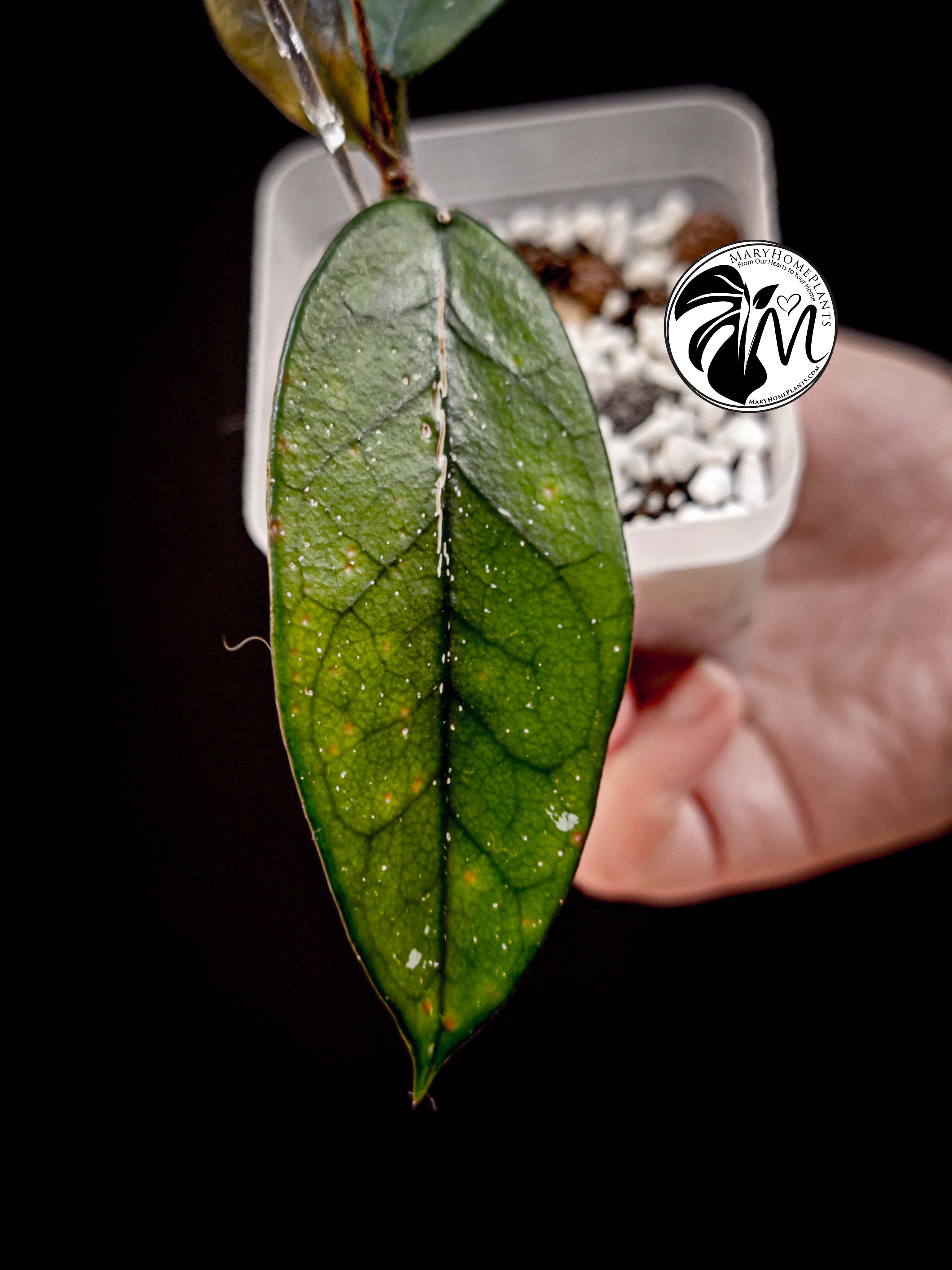 hoya pottsii sp chiang mai (copy)