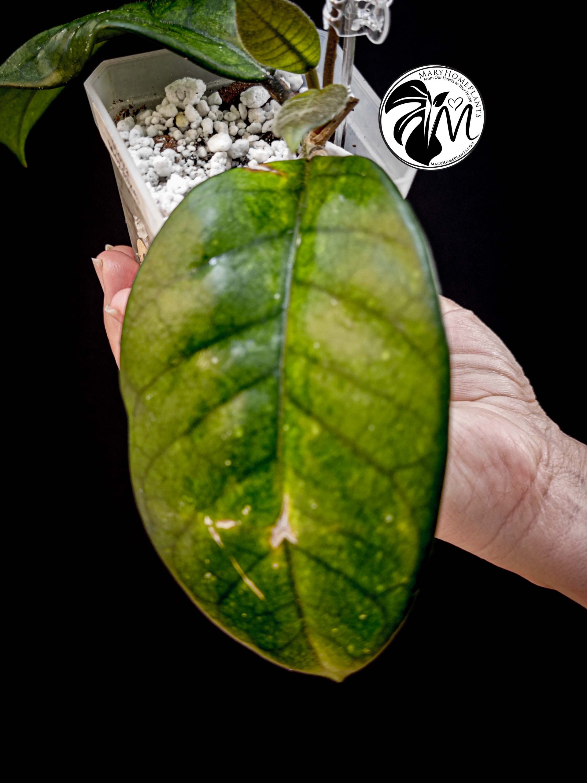 hoya motoskei (copy)
