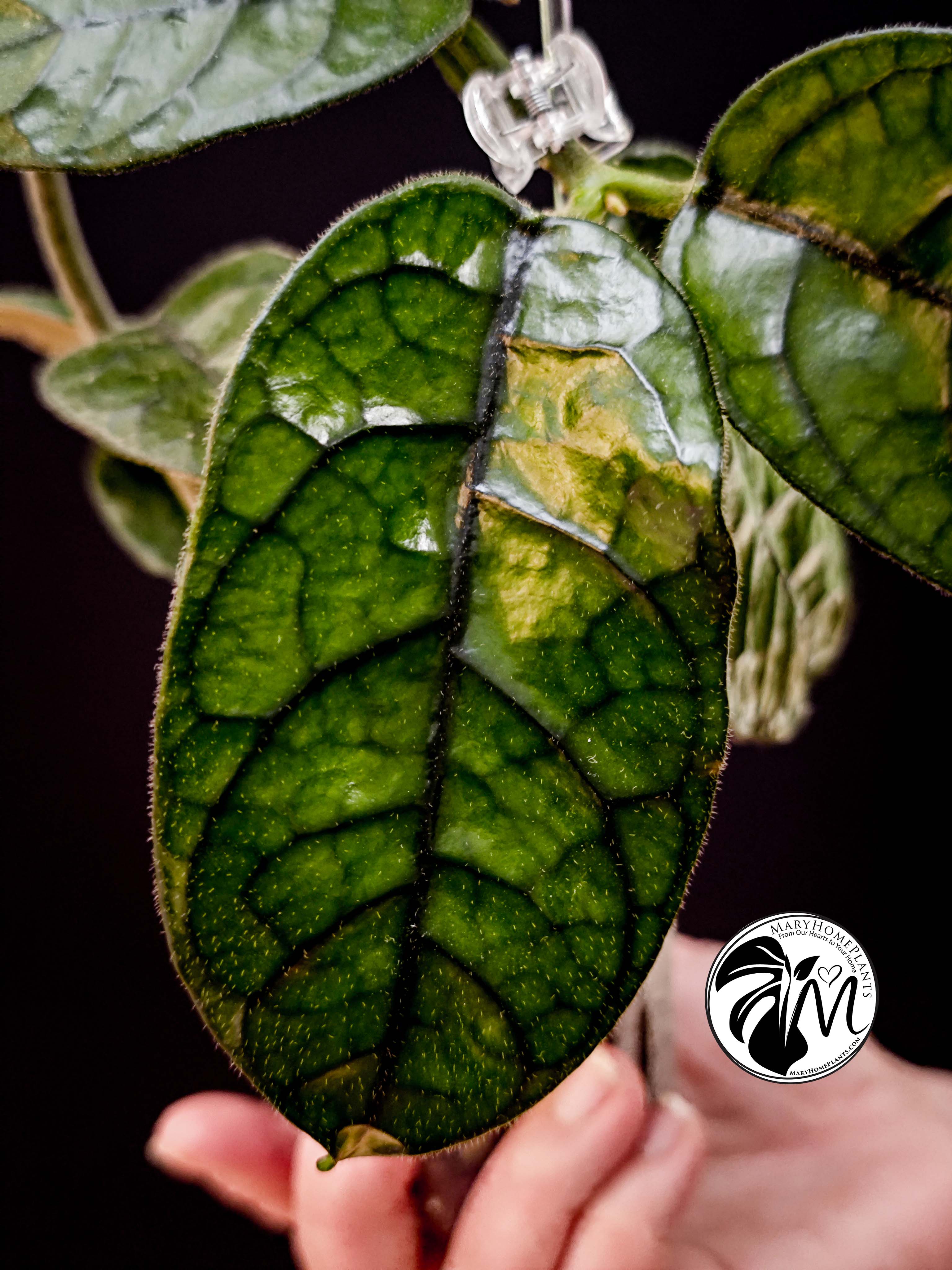 hoya villosa (copy)