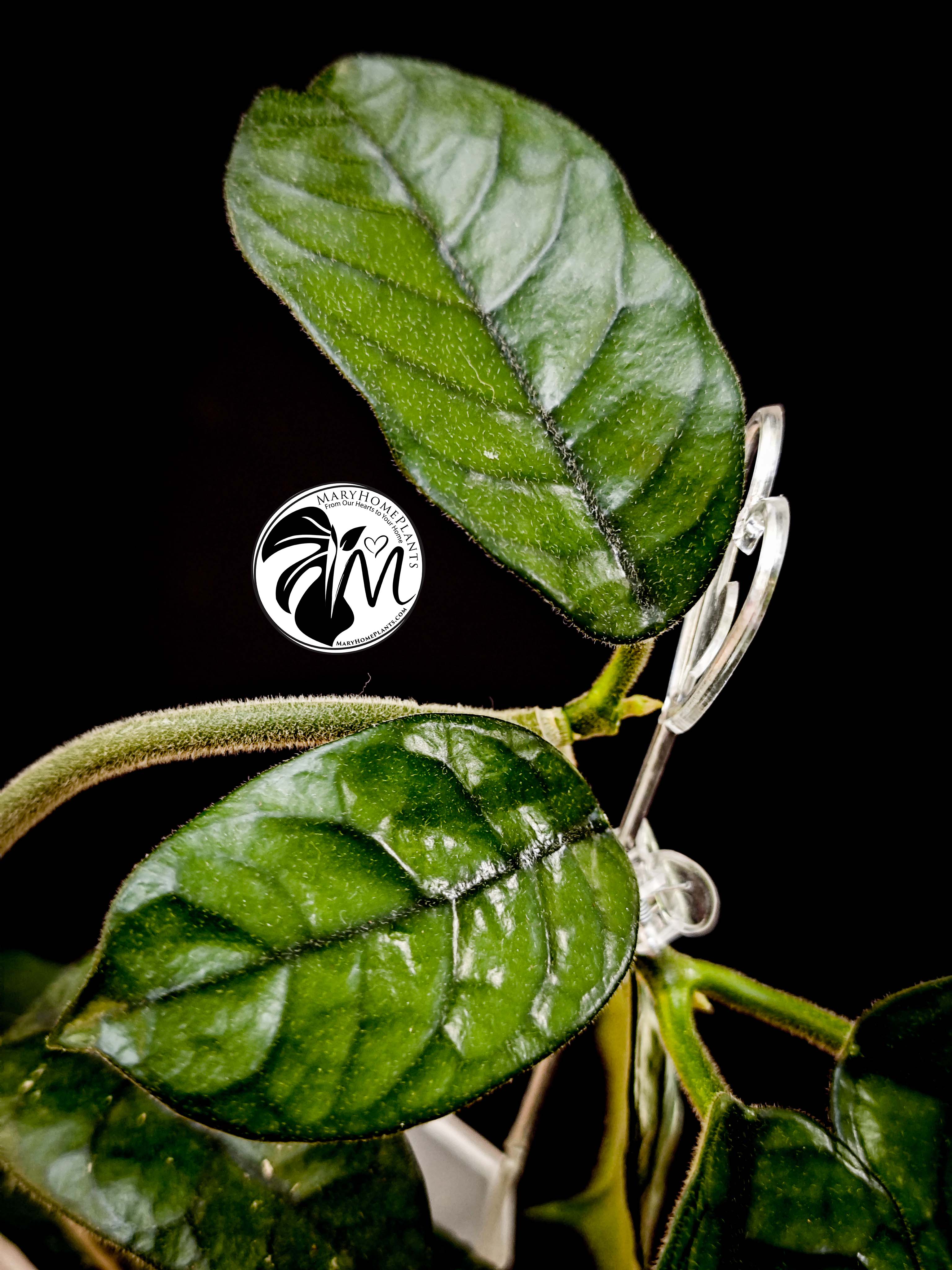 hoya villosa (copy)