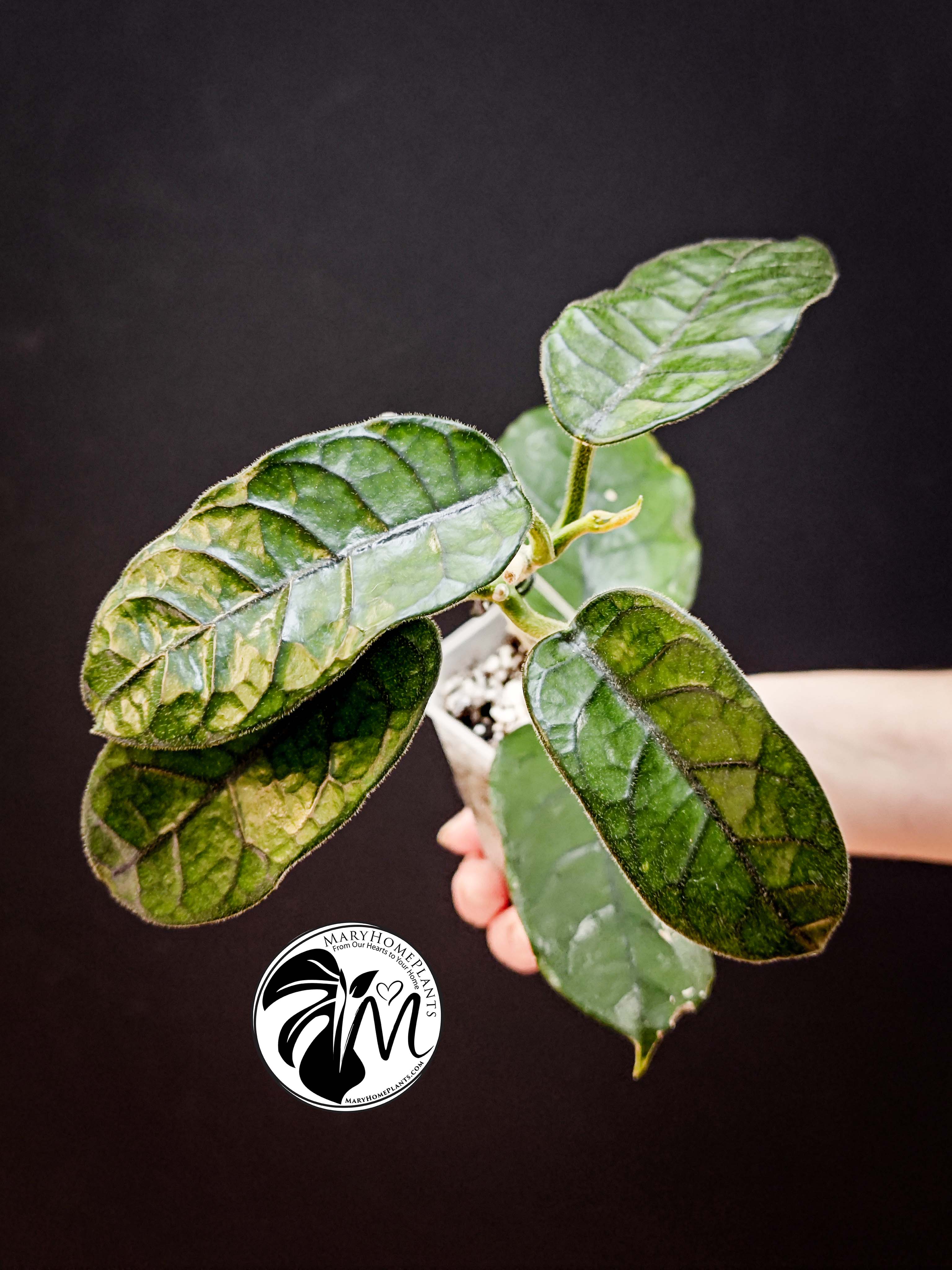 hoya villosa (copy)
