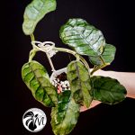 hoya villosa (copy)