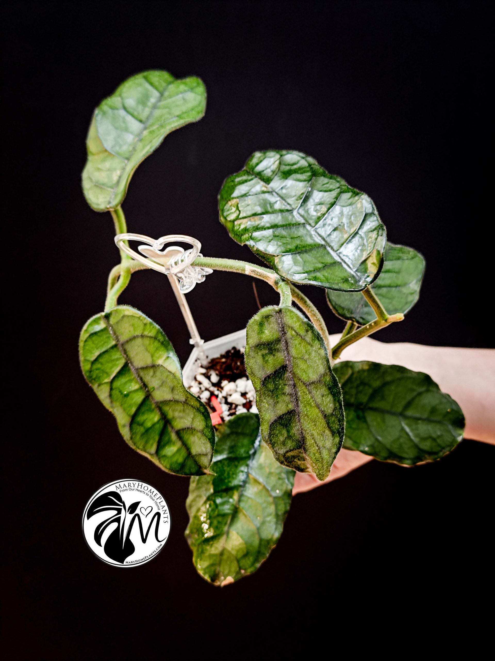 hoya villosa (copy)