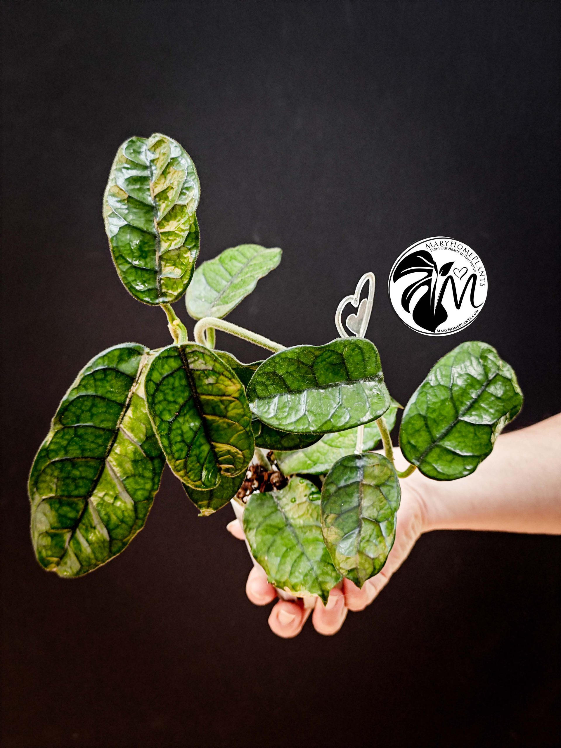 hoya villosa (copy)