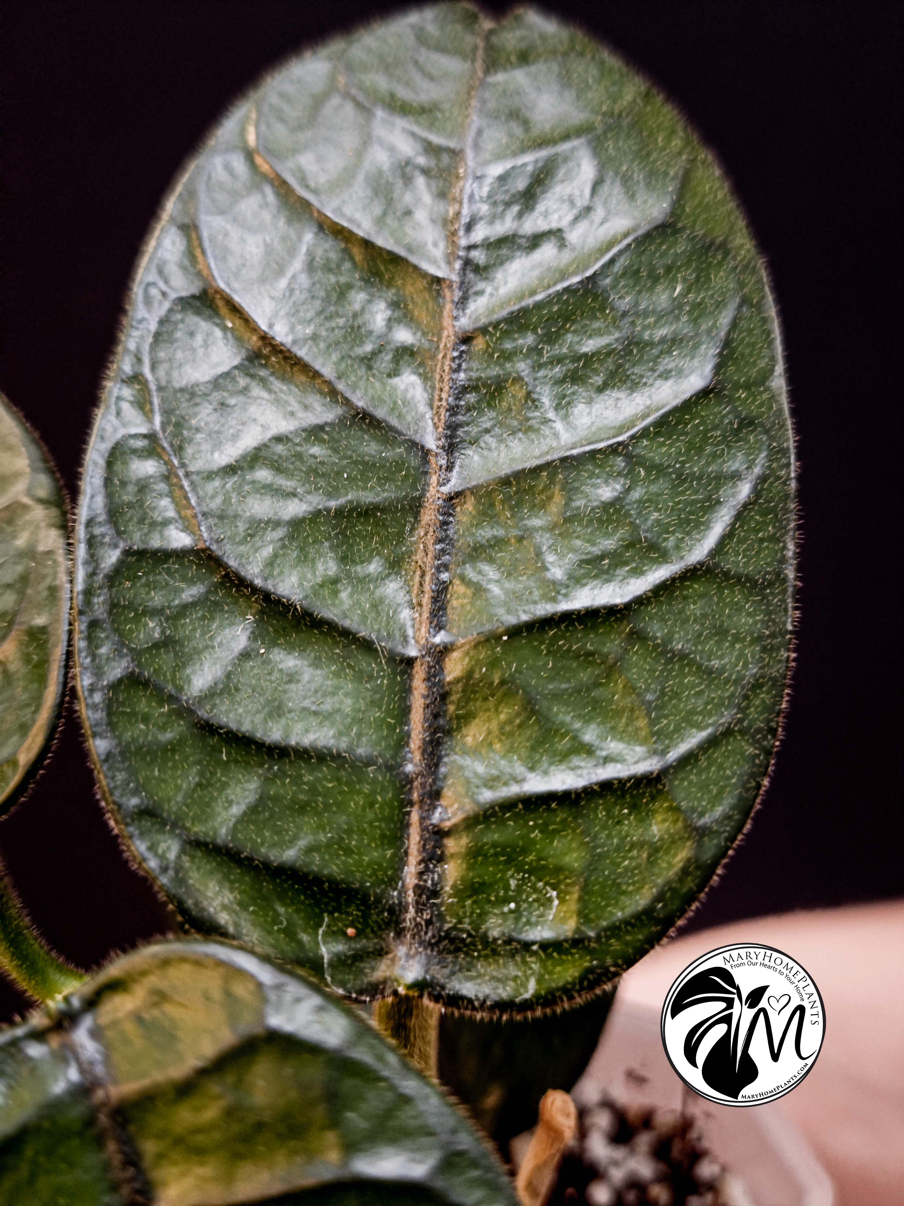 hoya villosa (copy)