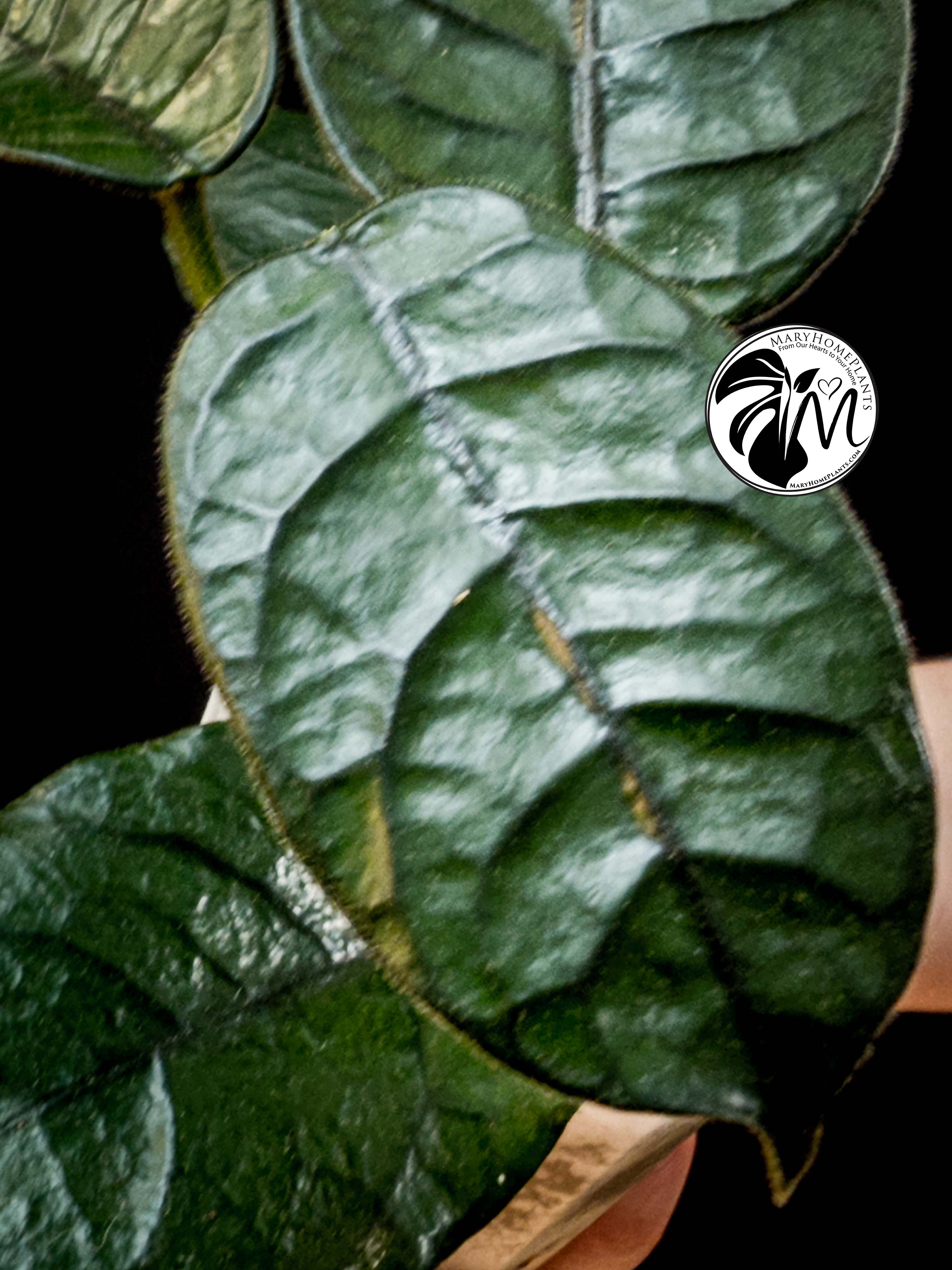 hoya villosa (copy)
