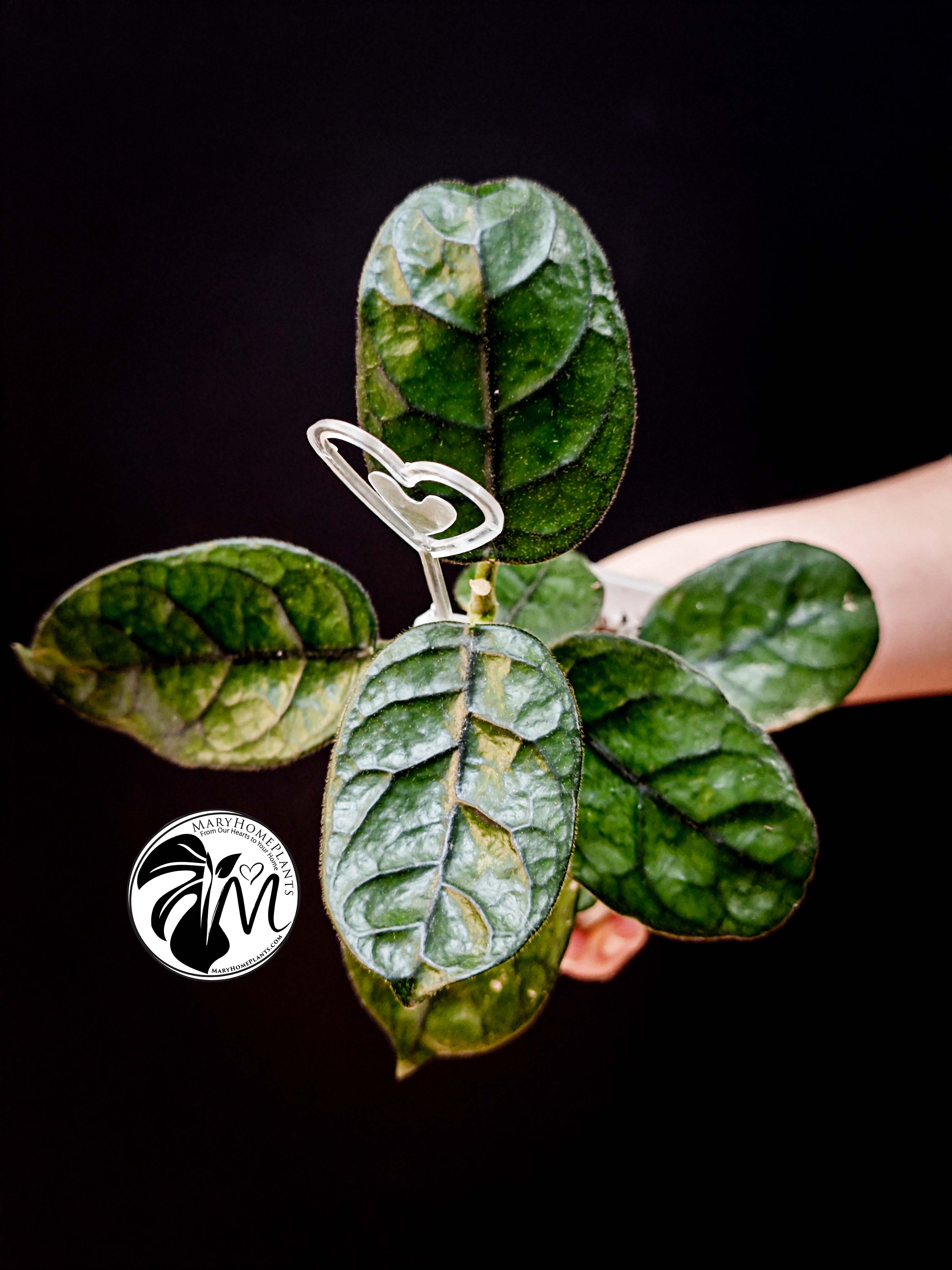 hoya villosa (copy)