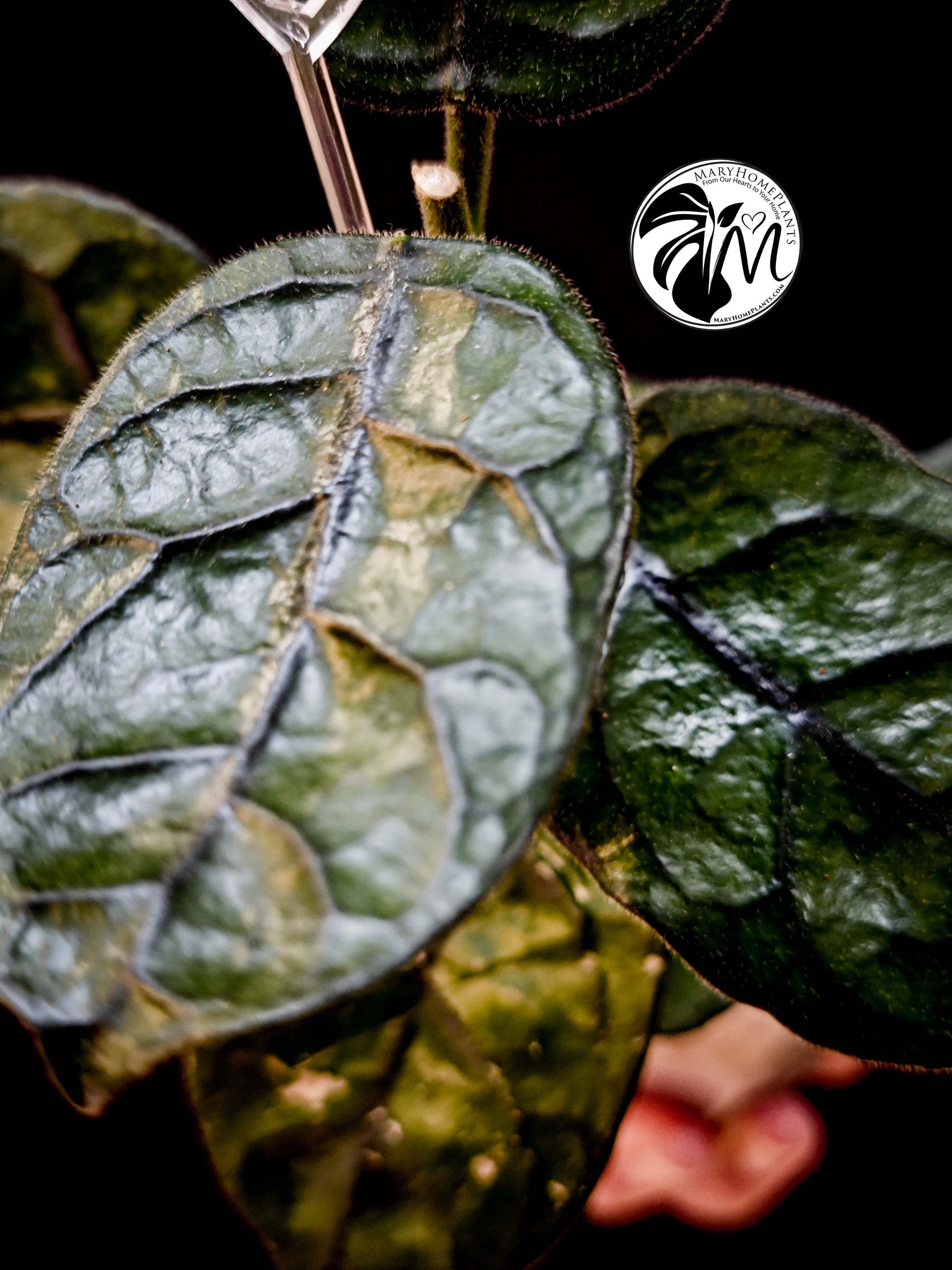 hoya villosa (copy)