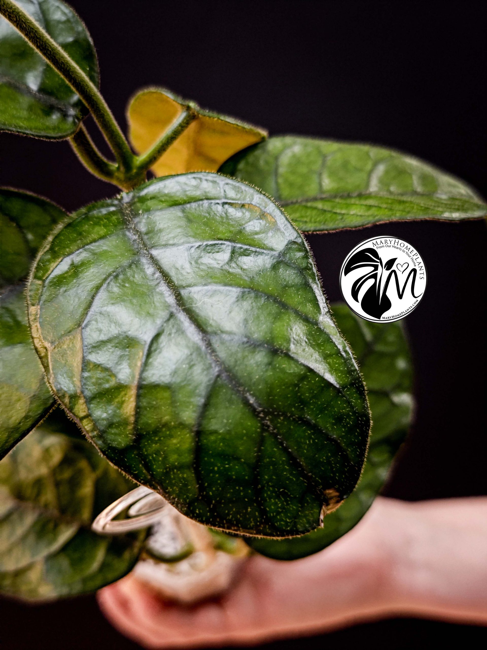 hoya villosa (copy)