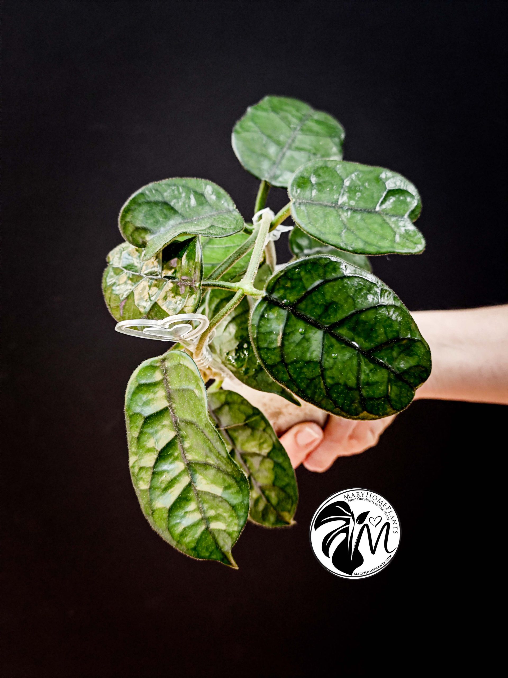 hoya villosa