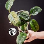 hoya villosa (copy)