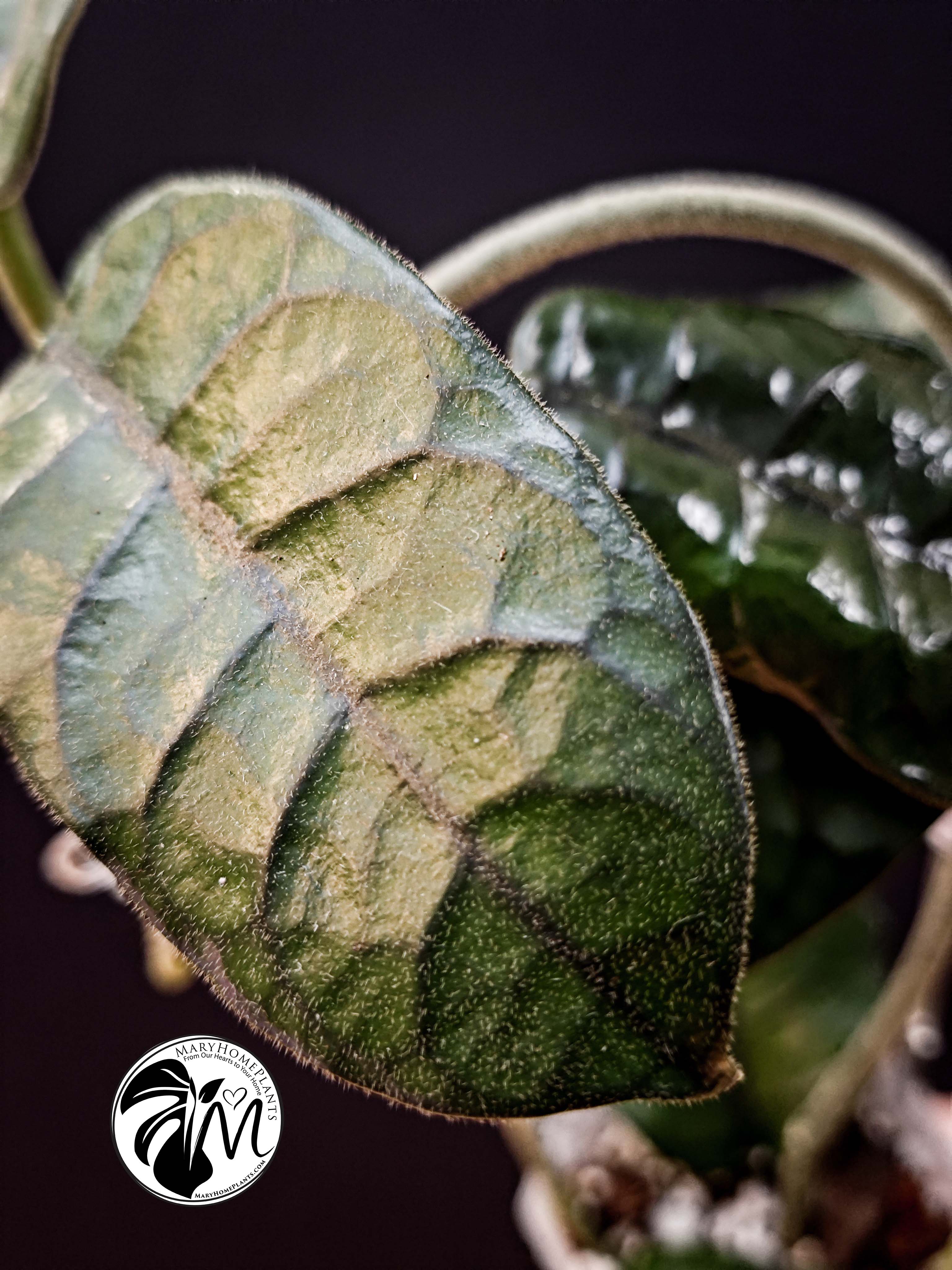 hoya villosa (copy)