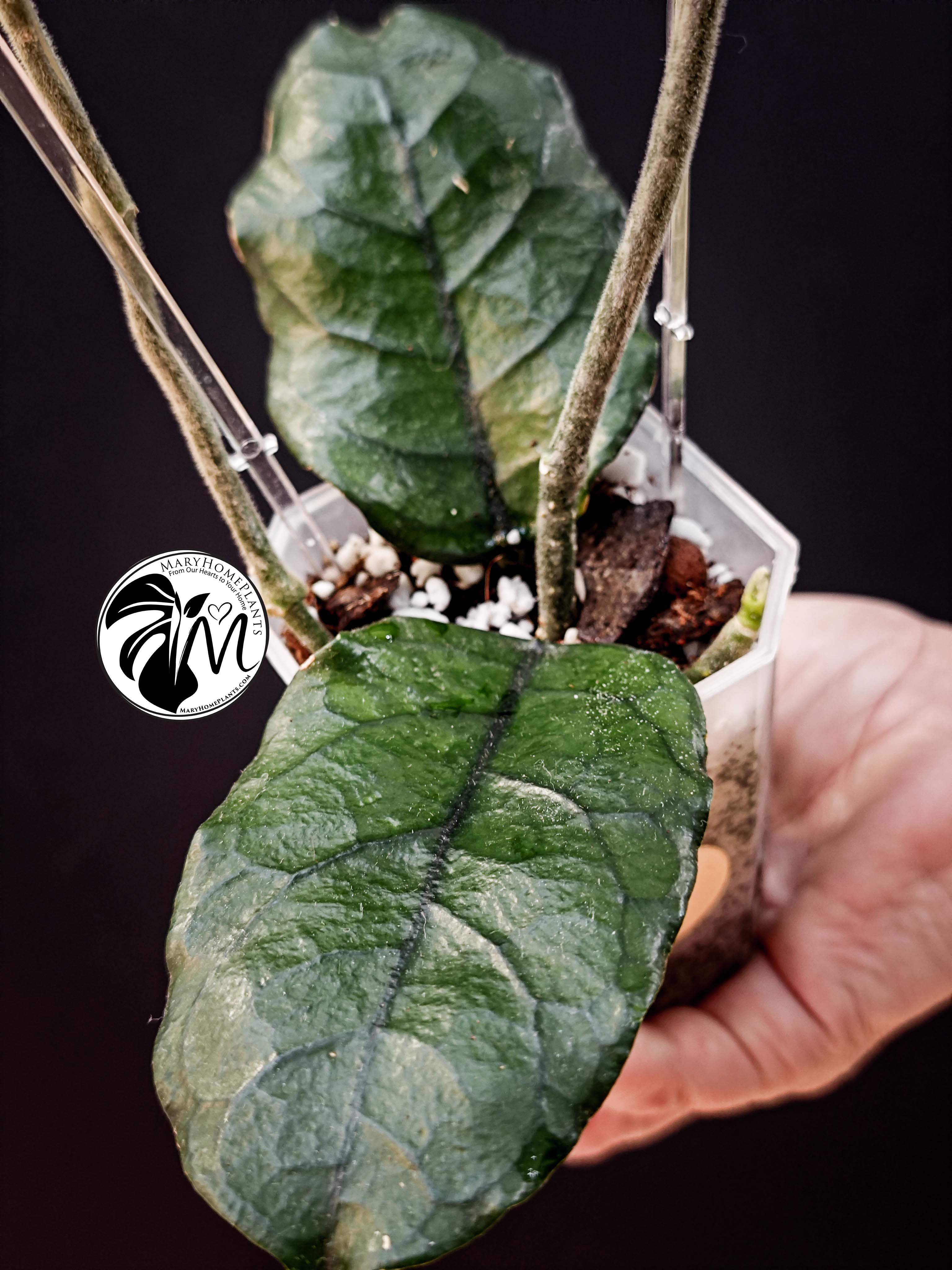 hoya villosa (copy)
