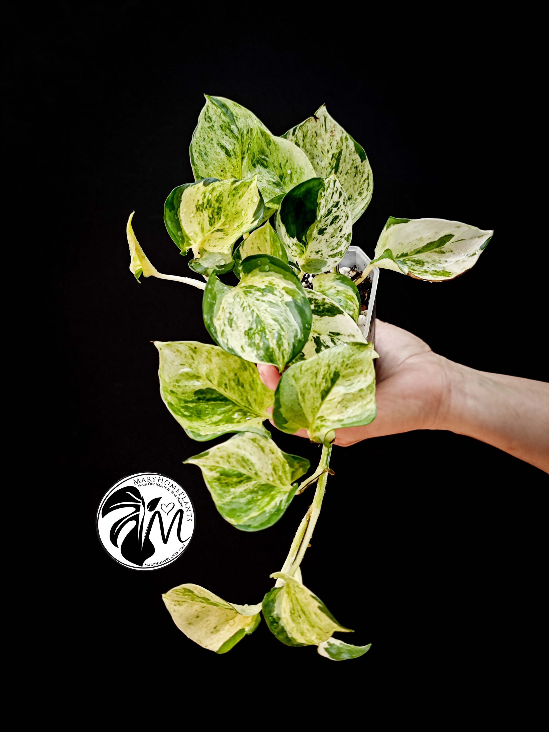 epipremnum happy leaf pothos