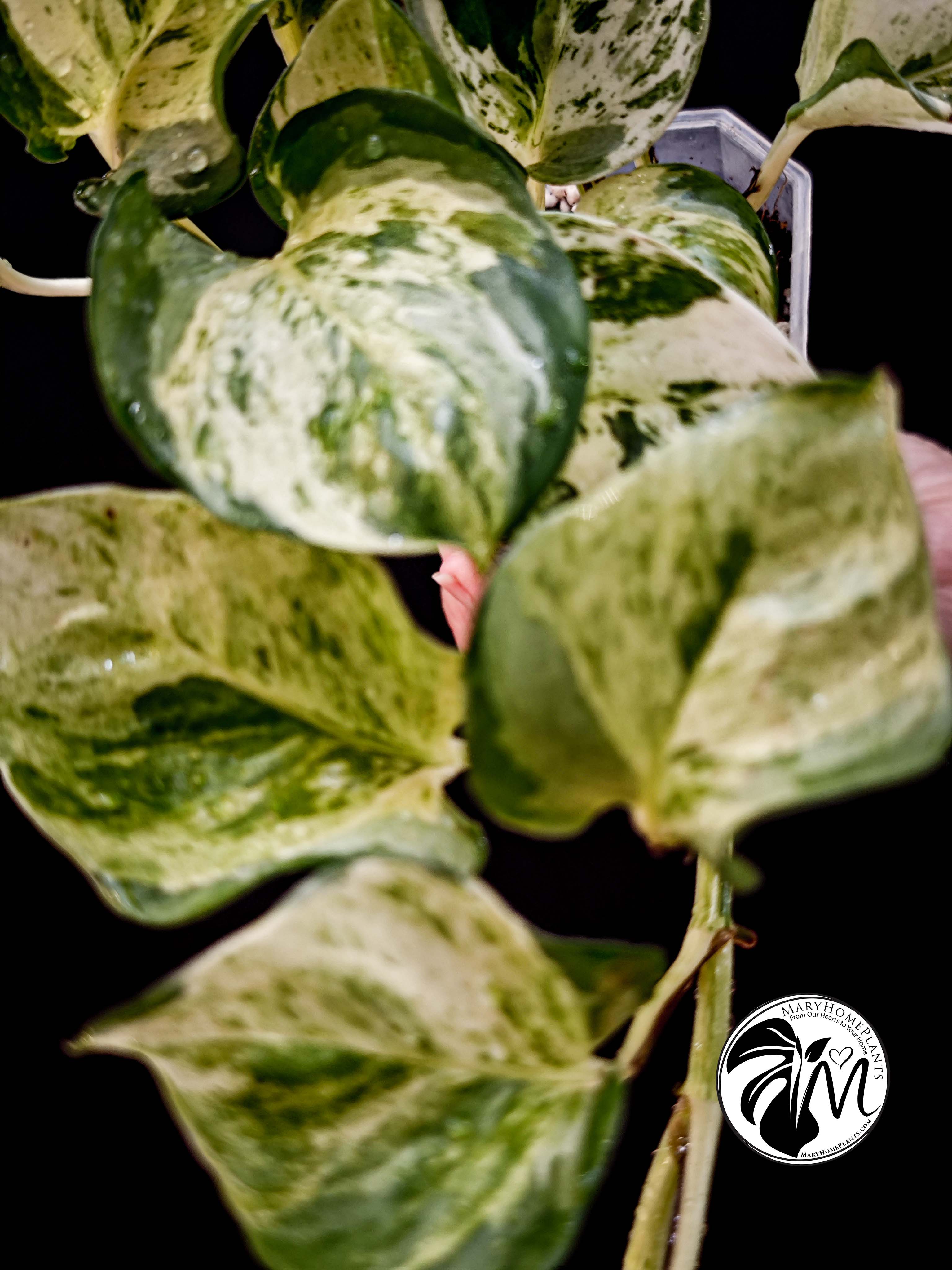 epipremnum happy leaf pothos