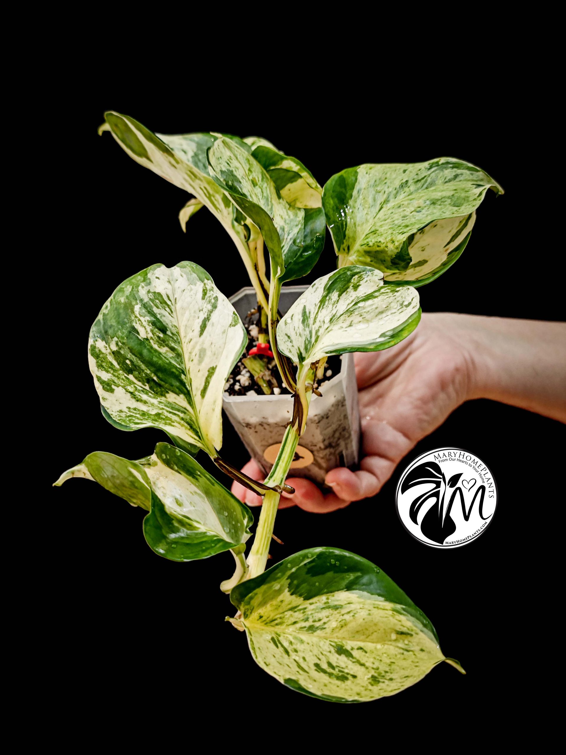 epipremnum happy leaf pothos (copy)