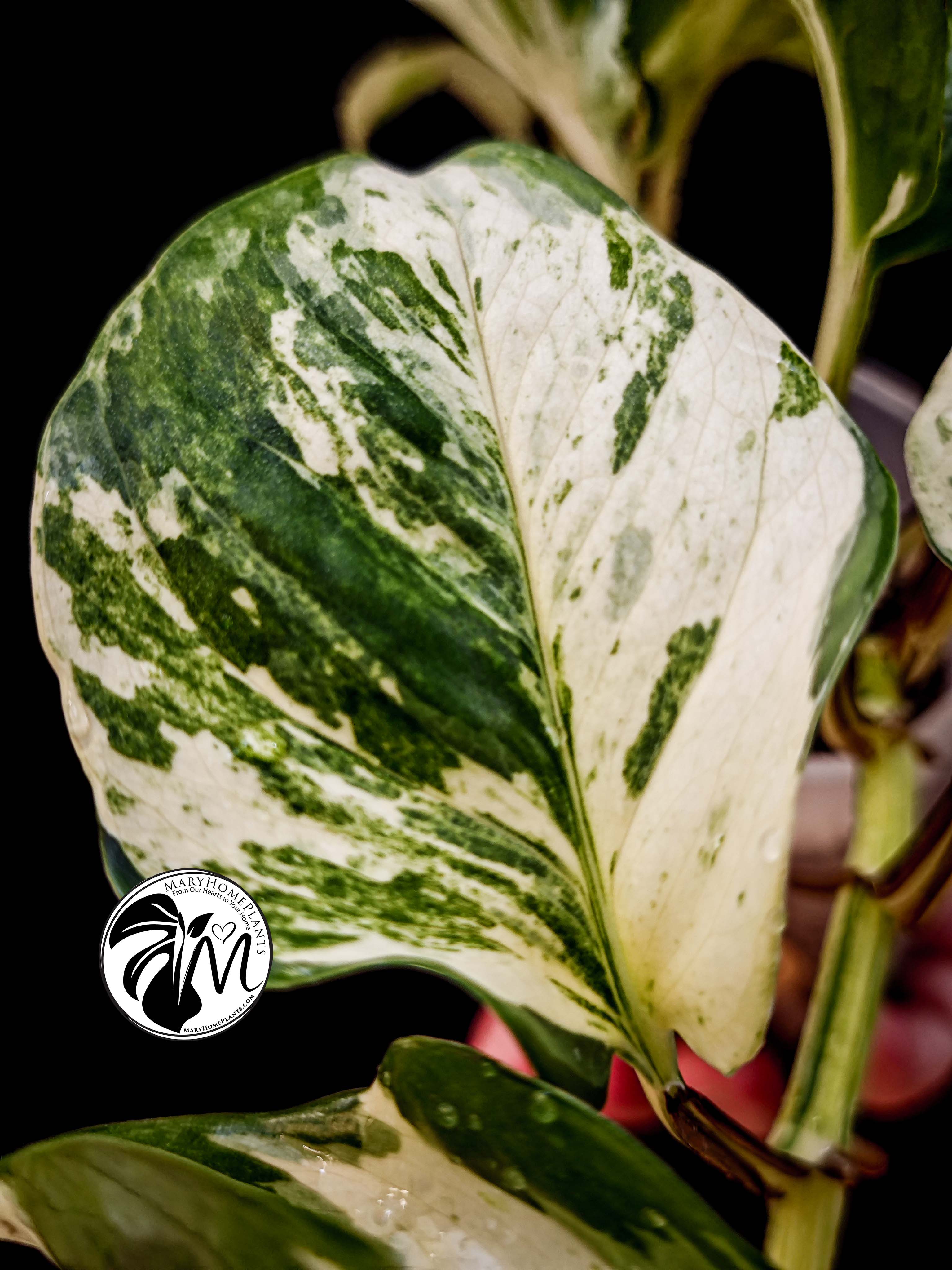 epipremnum happy leaf pothos