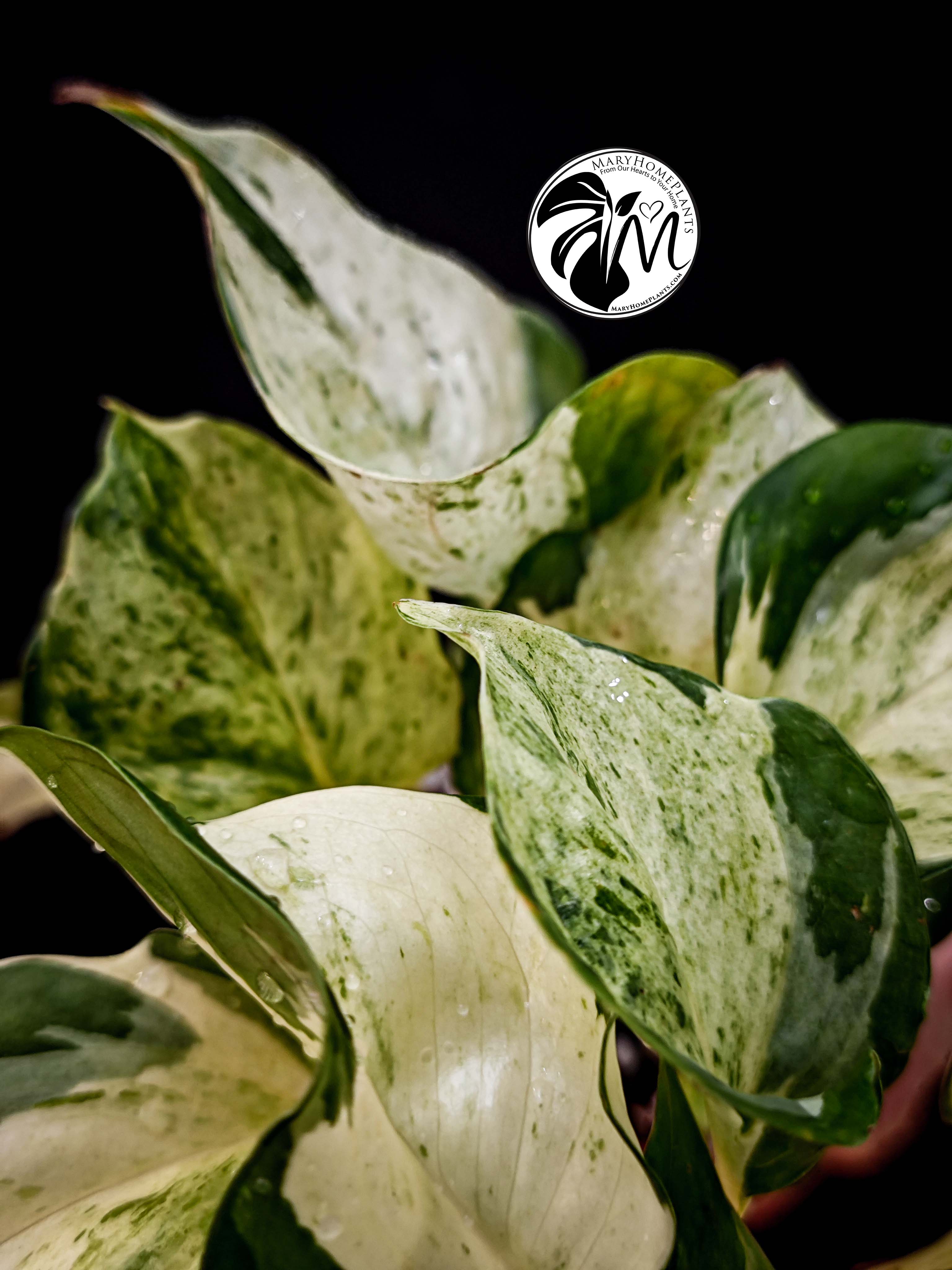 epipremnum happy leaf pothos (copy)