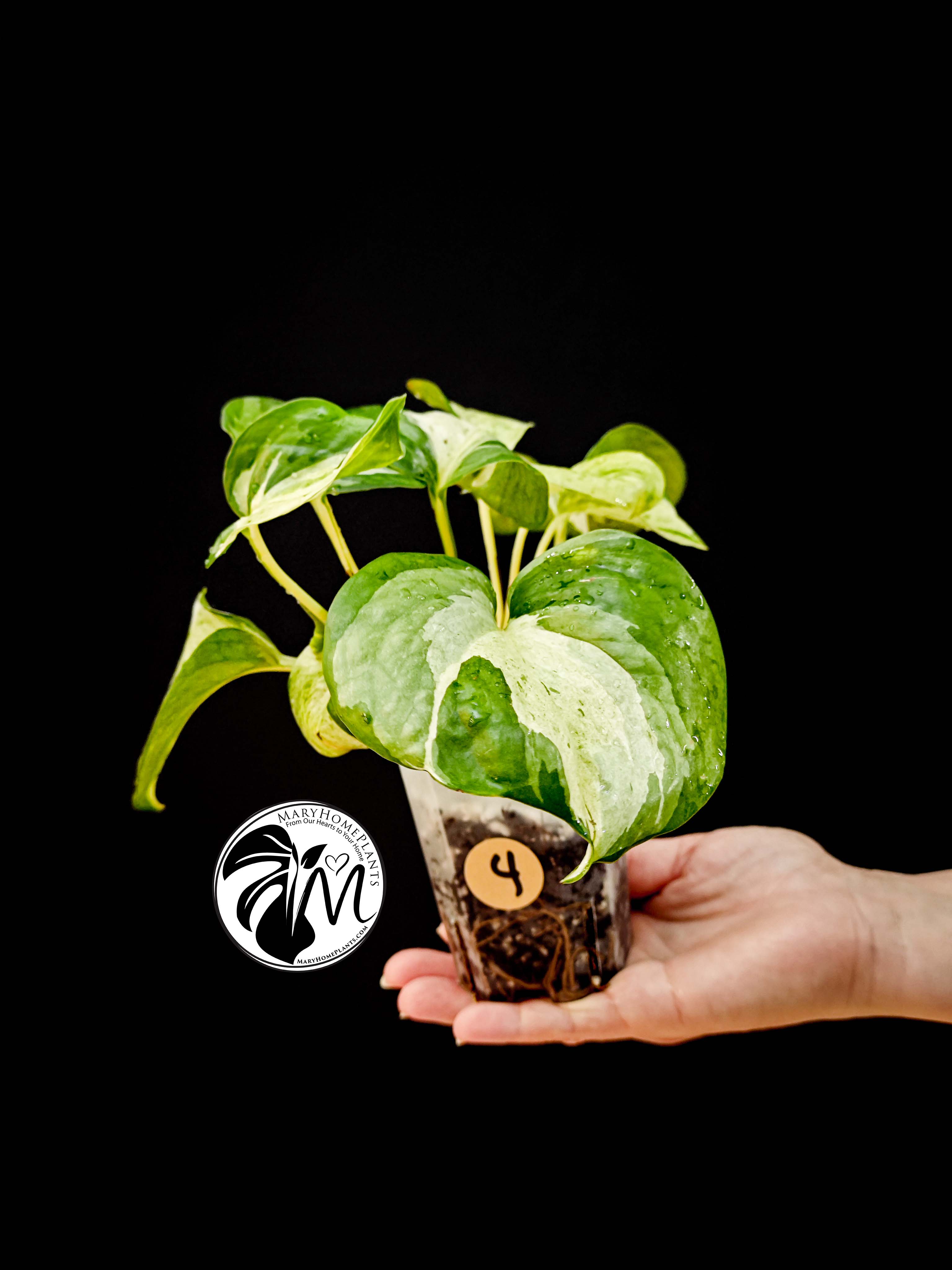 epipremnum happy leaf pothos (copy)