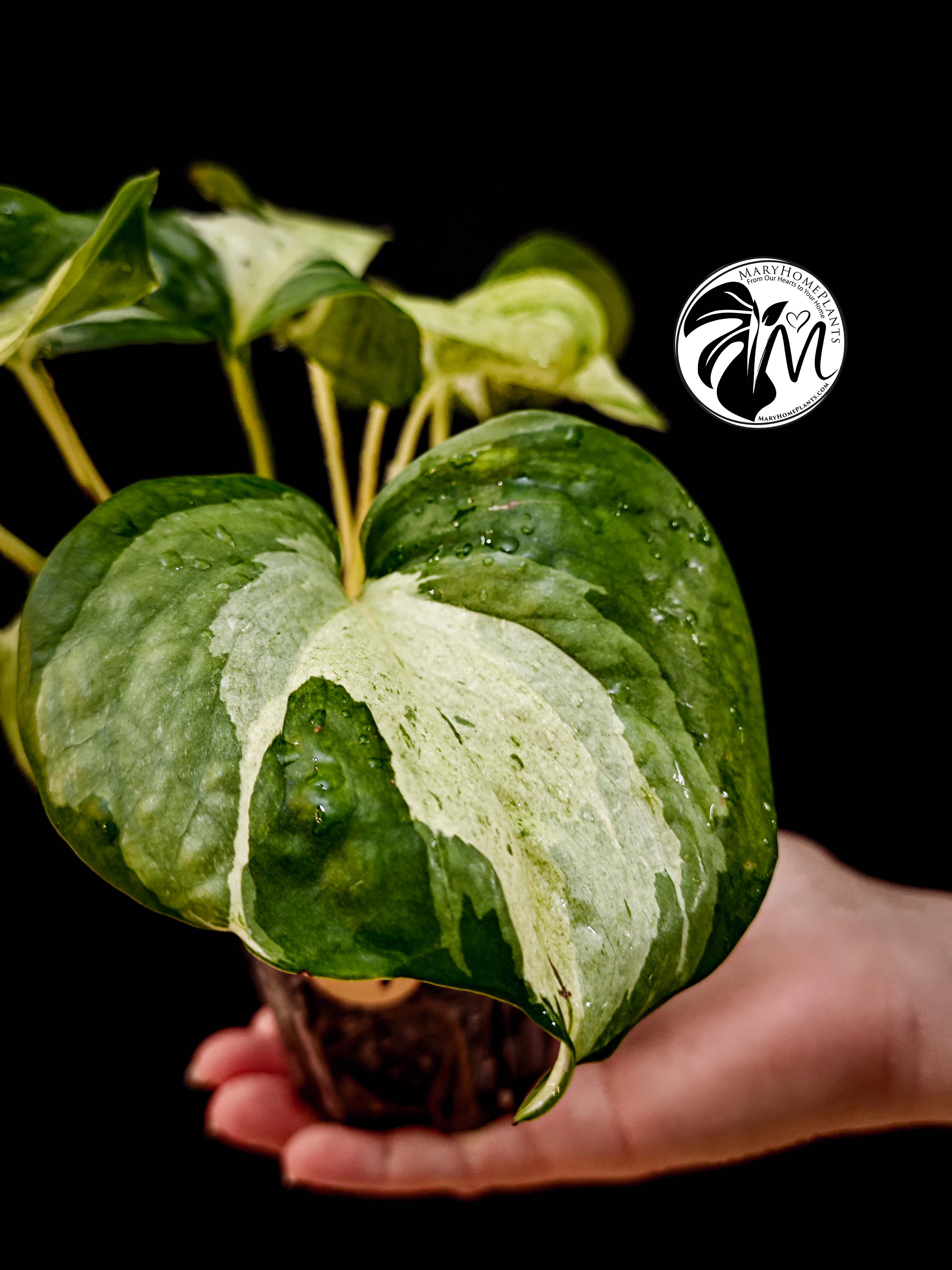 epipremnum happy leaf pothos (copy)