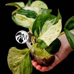 epipremnum happy leaf pothos (copy)