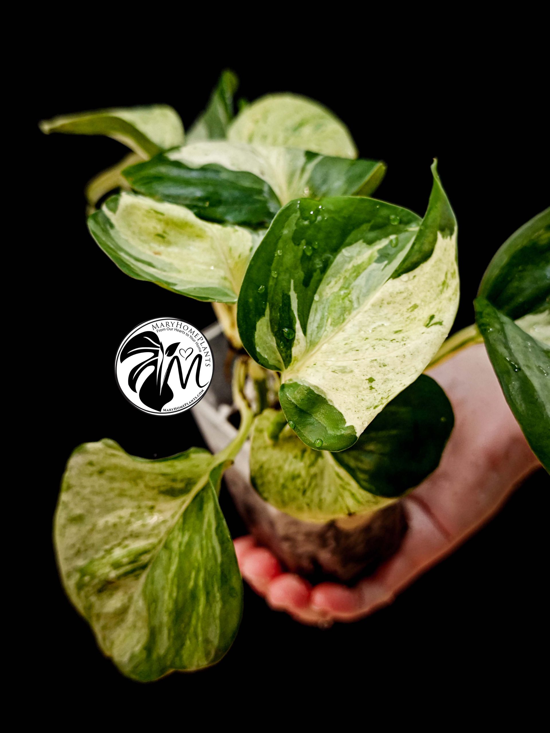 epipremnum happy leaf pothos (copy)
