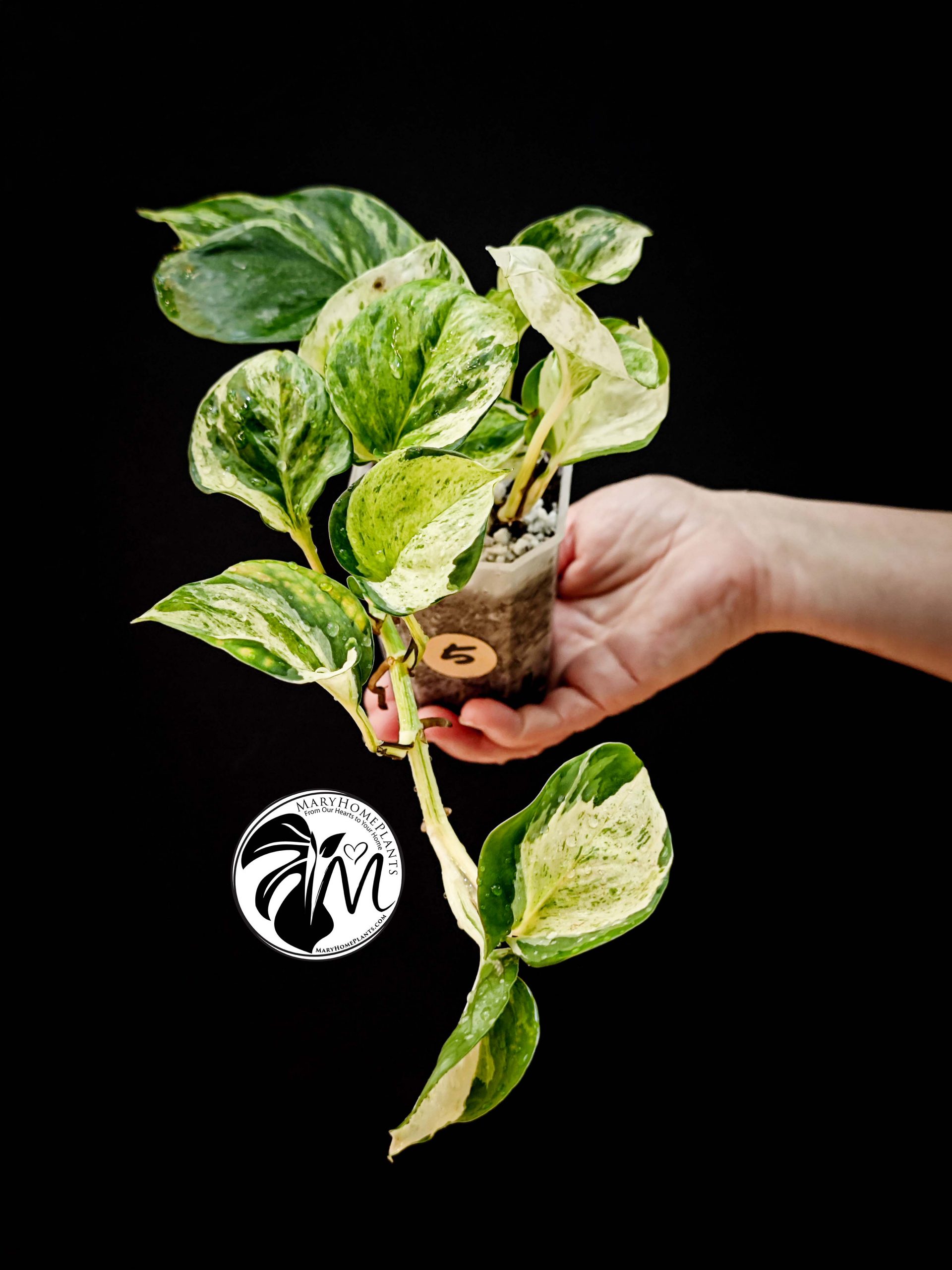 epipremnum happy leaf pothos (copy)