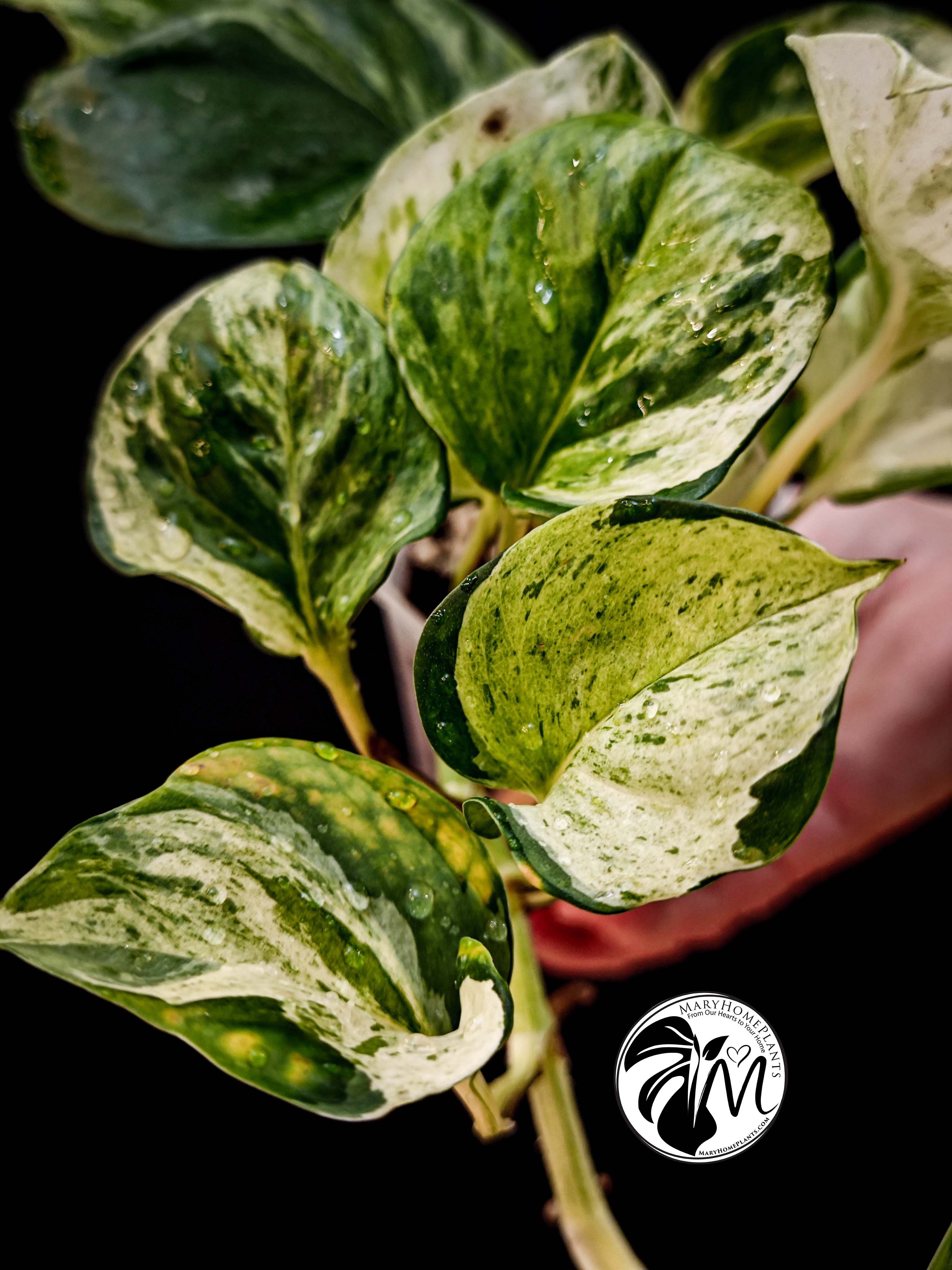 epipremnum happy leaf pothos (copy)