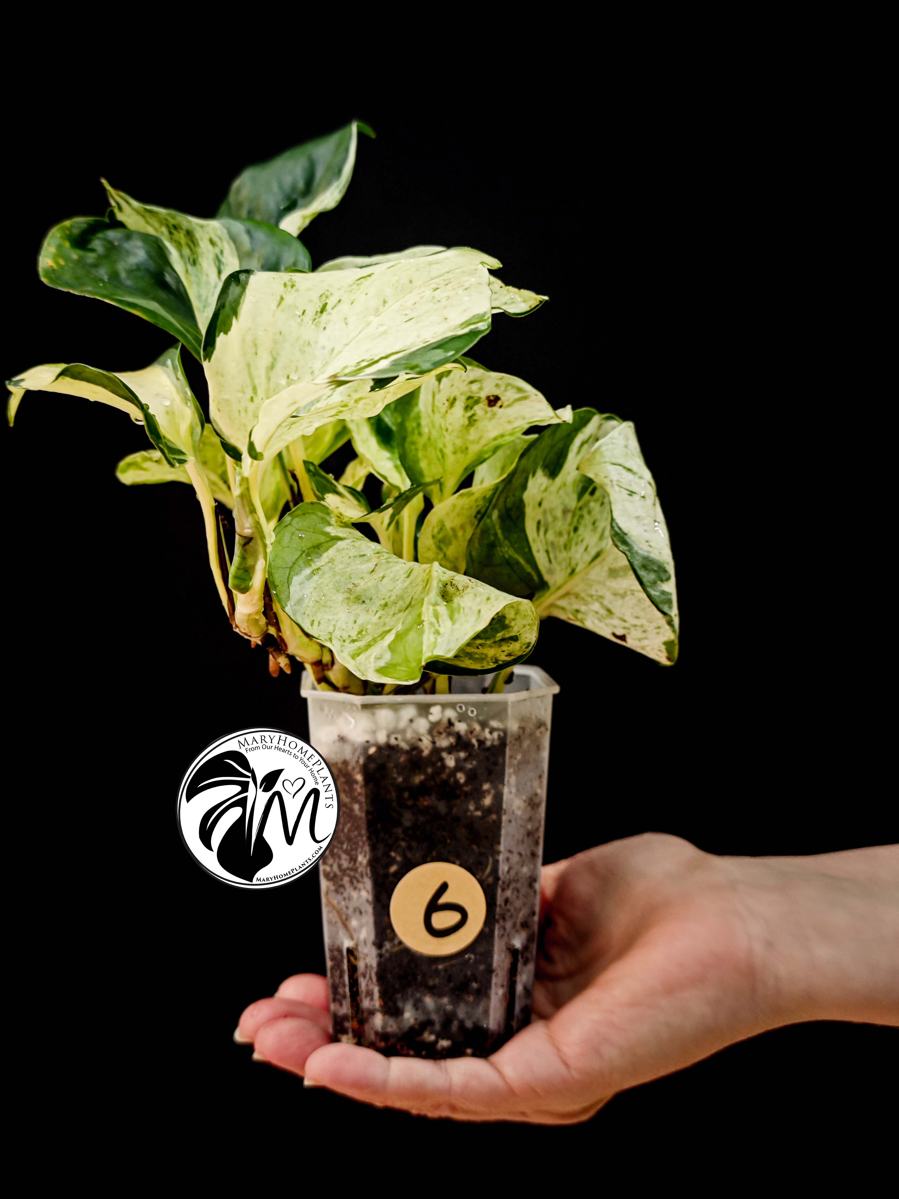 epipremnum happy leaf pothos (copy)