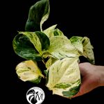 epipremnum happy leaf pothos (copy)