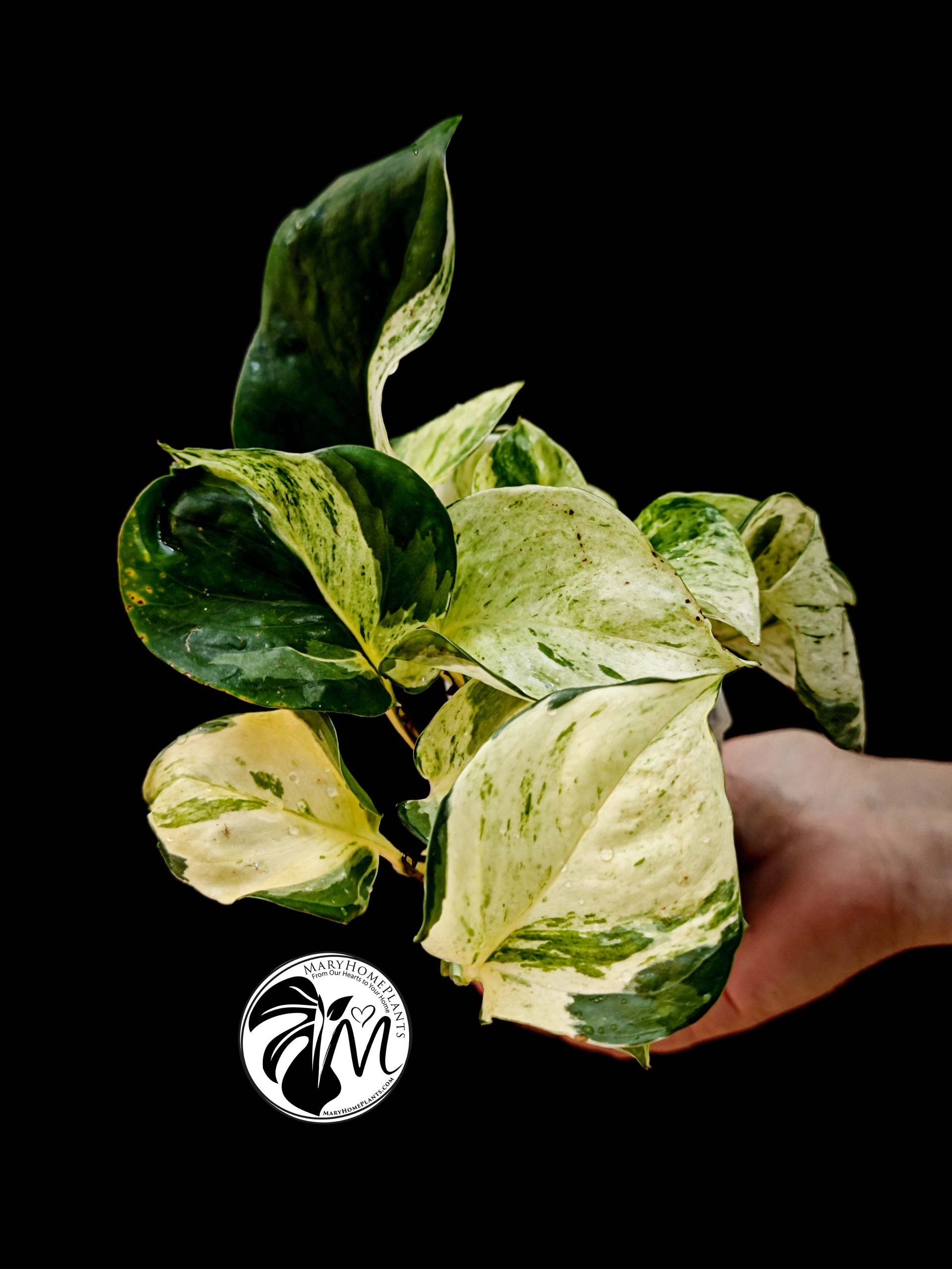 epipremnum happy leaf pothos (copy)