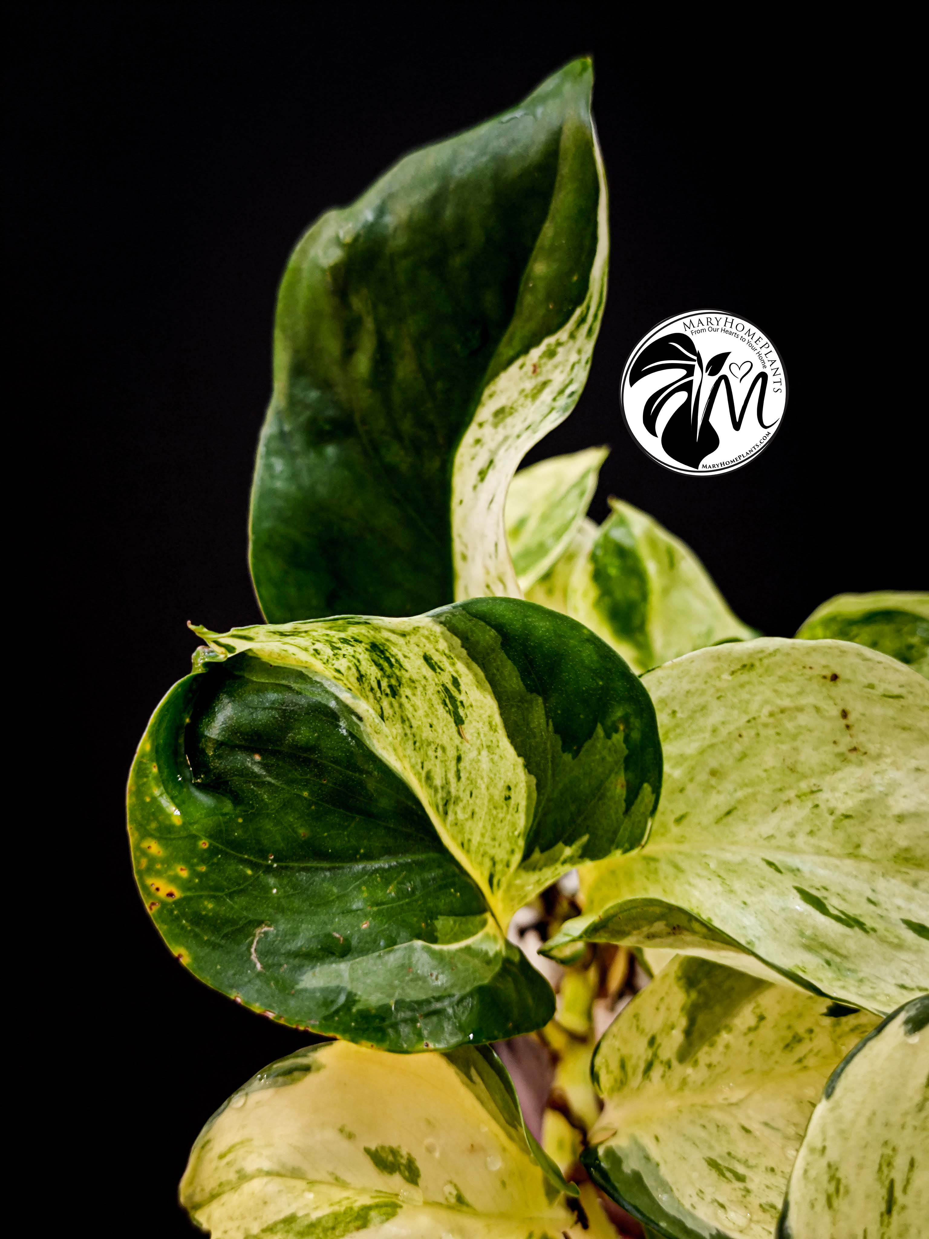 epipremnum happy leaf pothos (copy)
