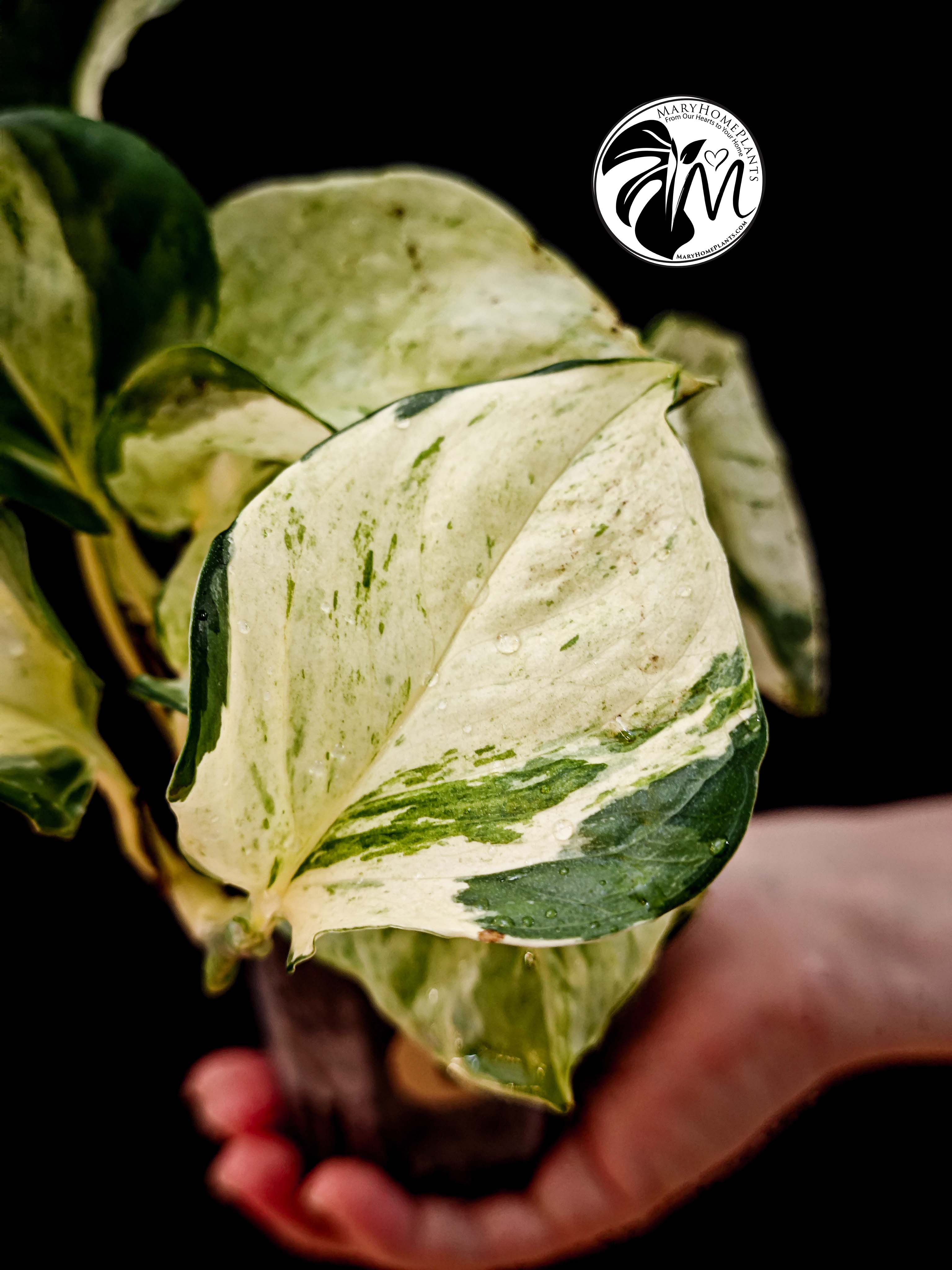 epipremnum happy leaf pothos (copy)