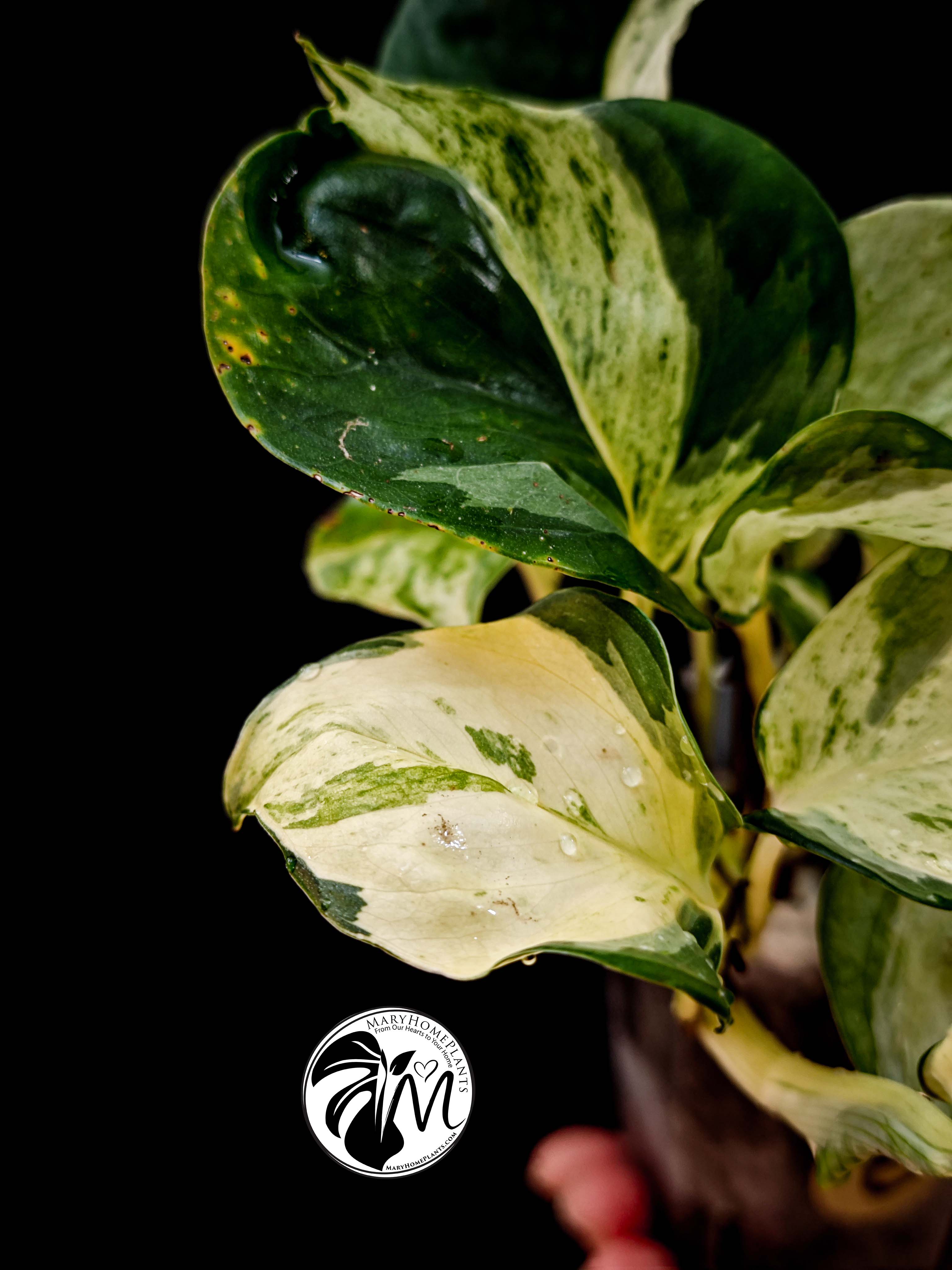 epipremnum happy leaf pothos (copy)