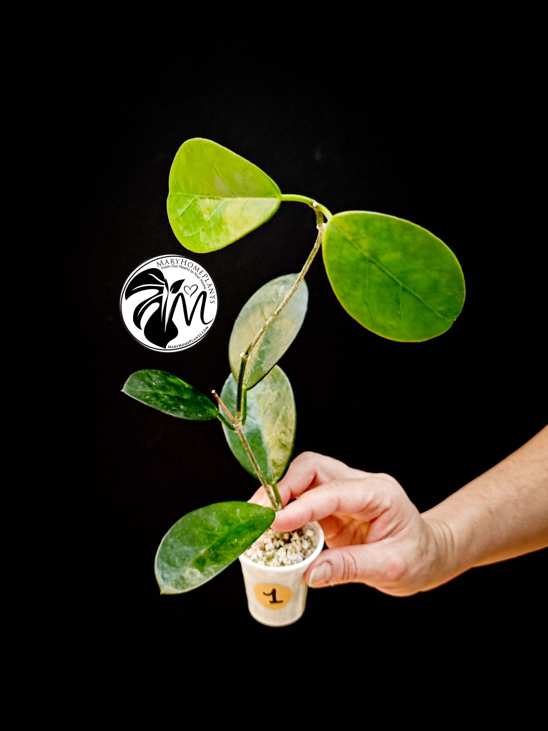 hoya australis