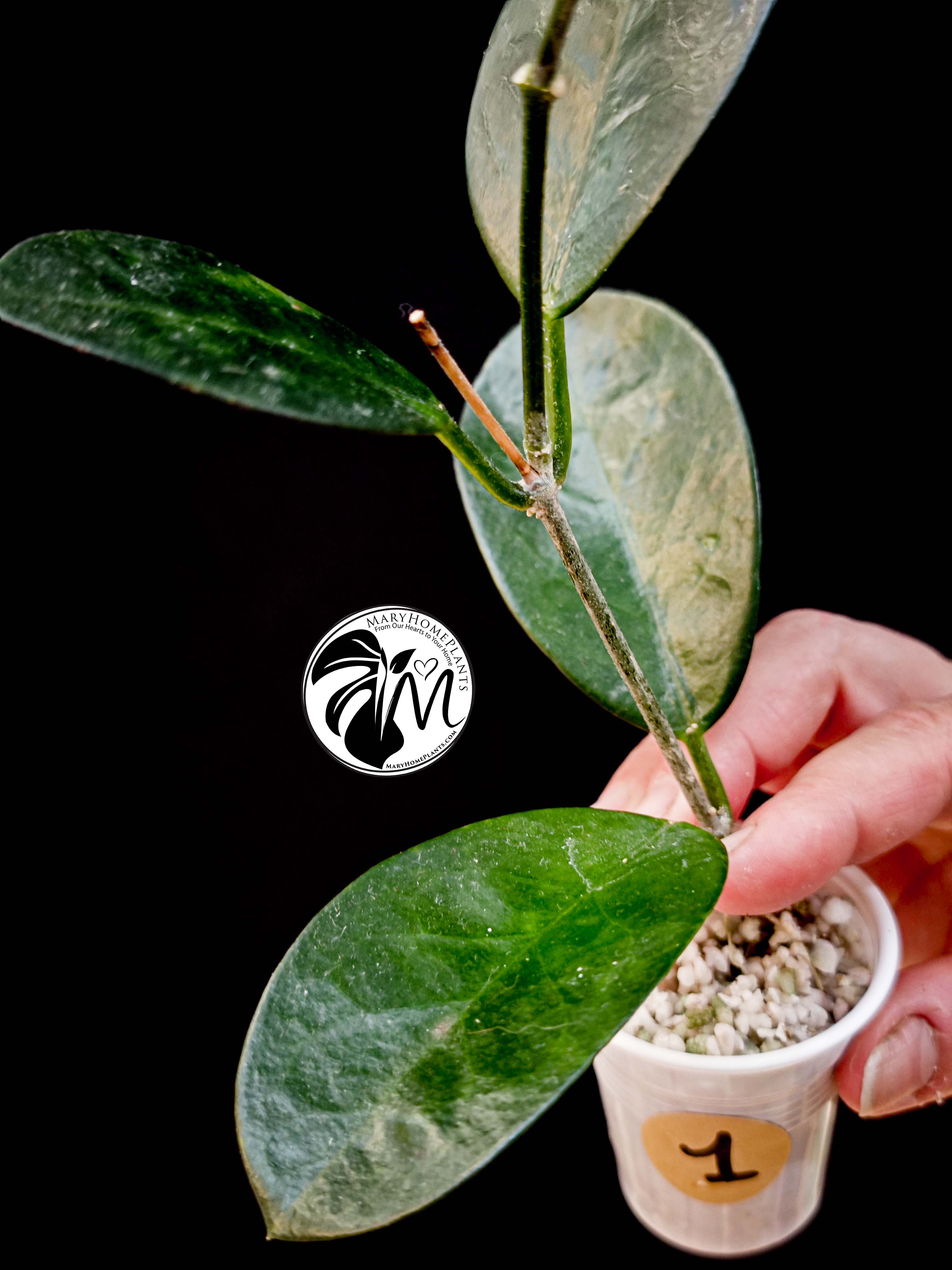 hoya australis