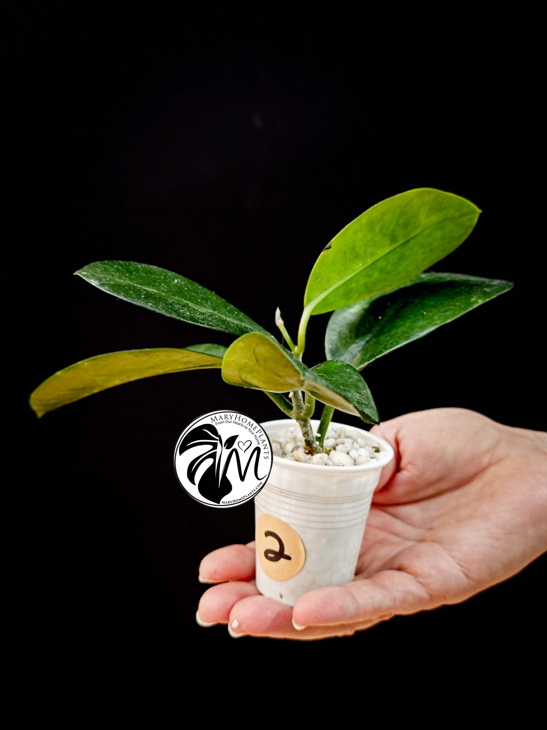hoya australis
