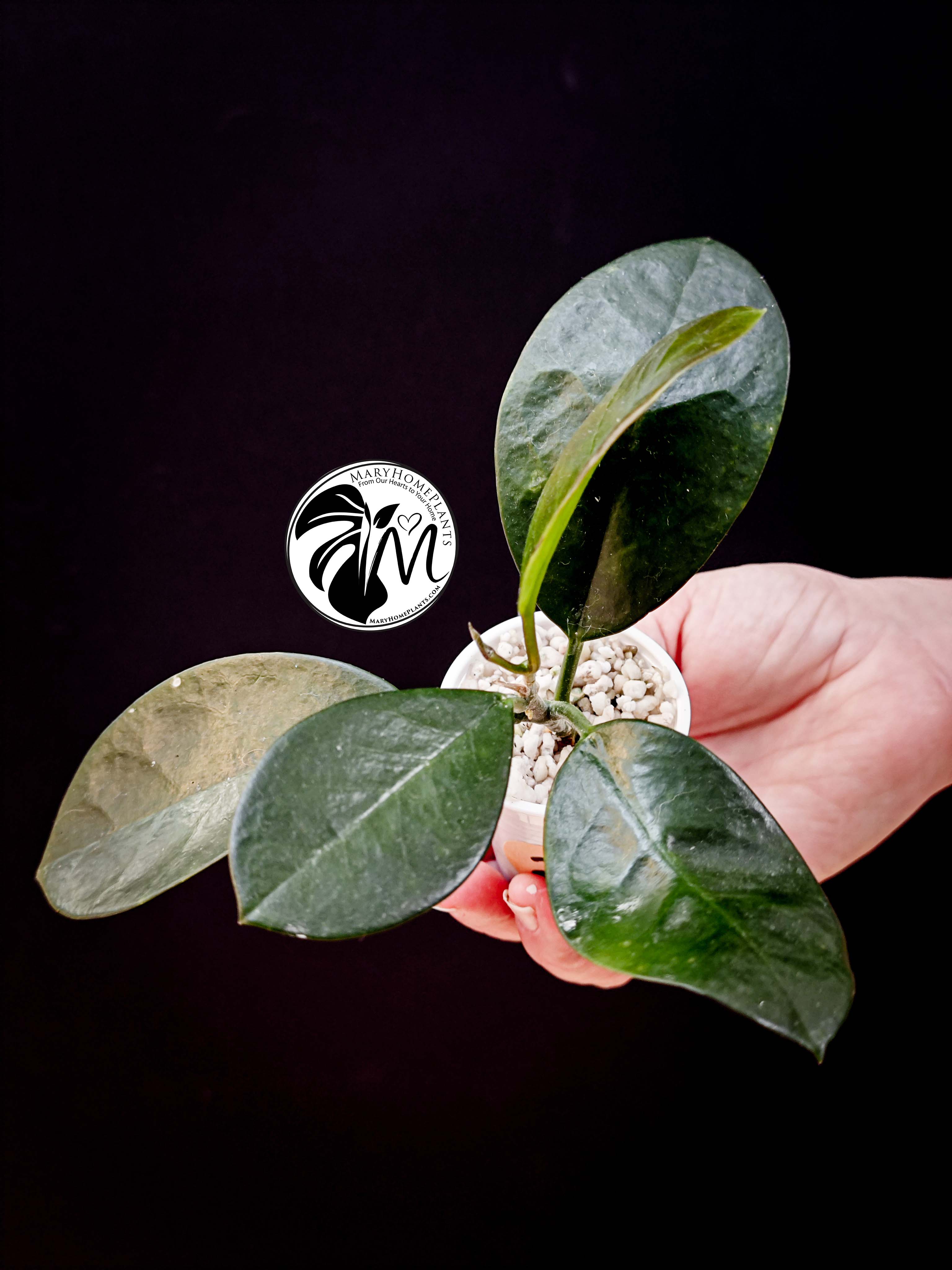 hoya australis