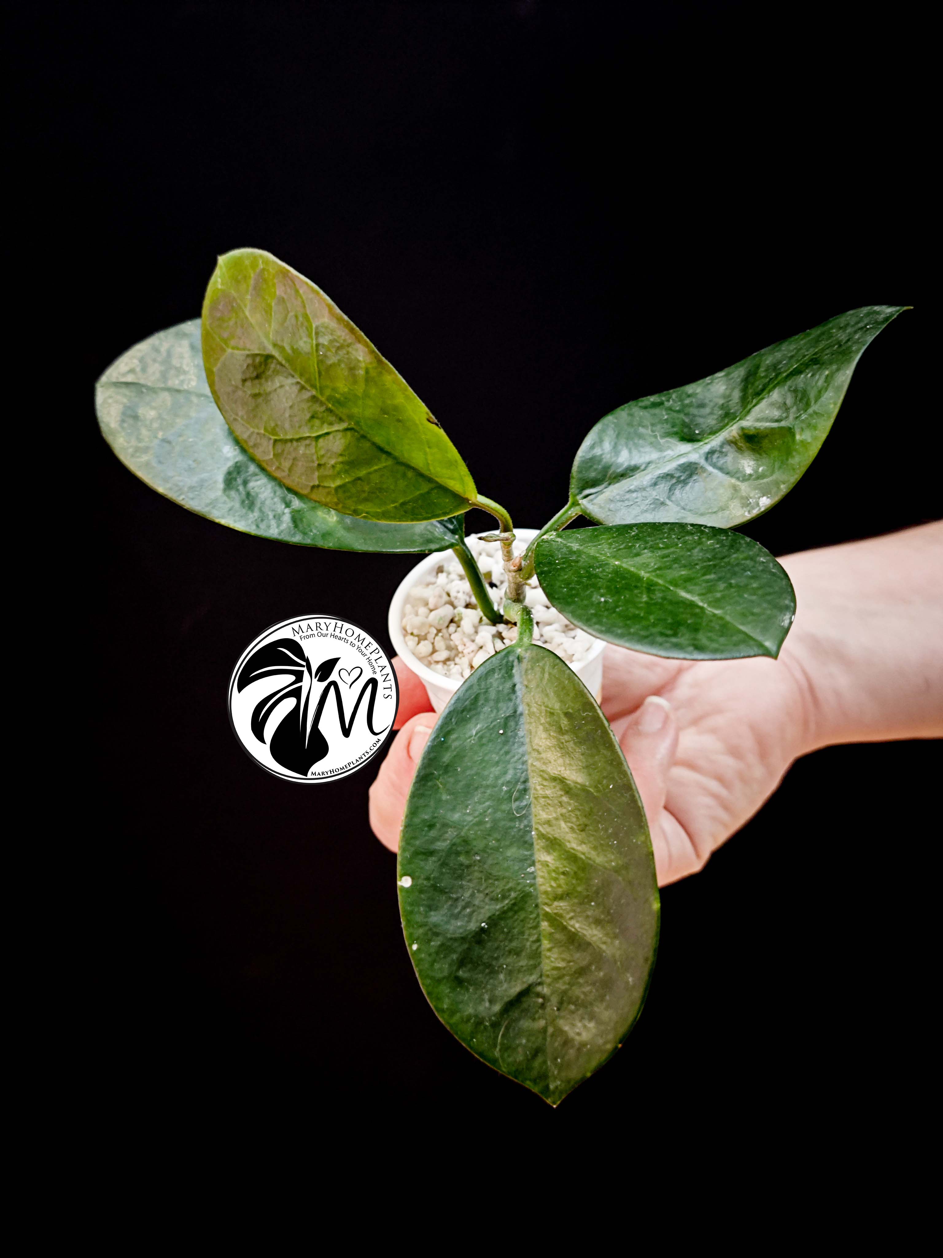 hoya australis