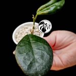 hoya australis (copy)