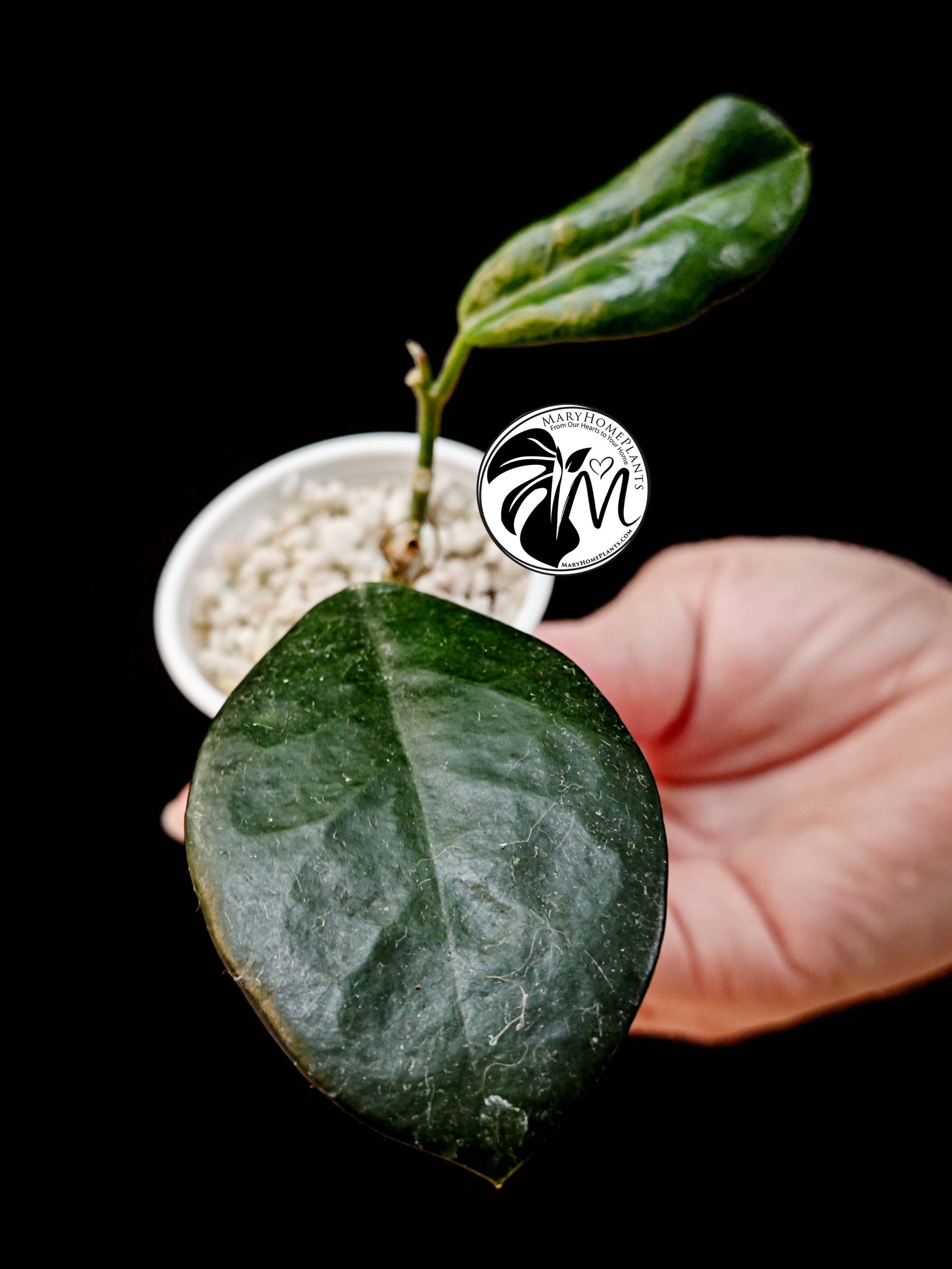 hoya australis (copy)
